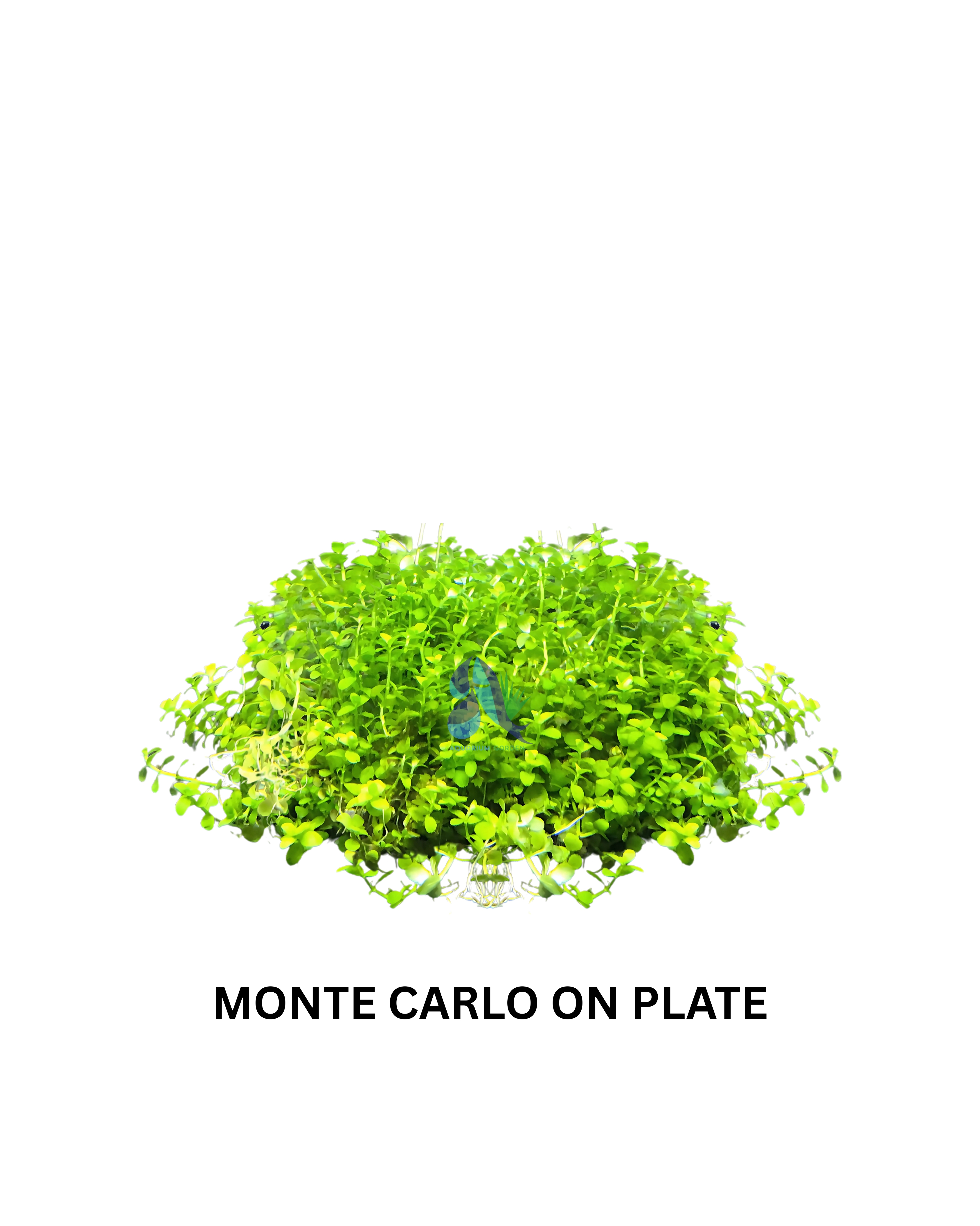 Monte Carlo on Plate