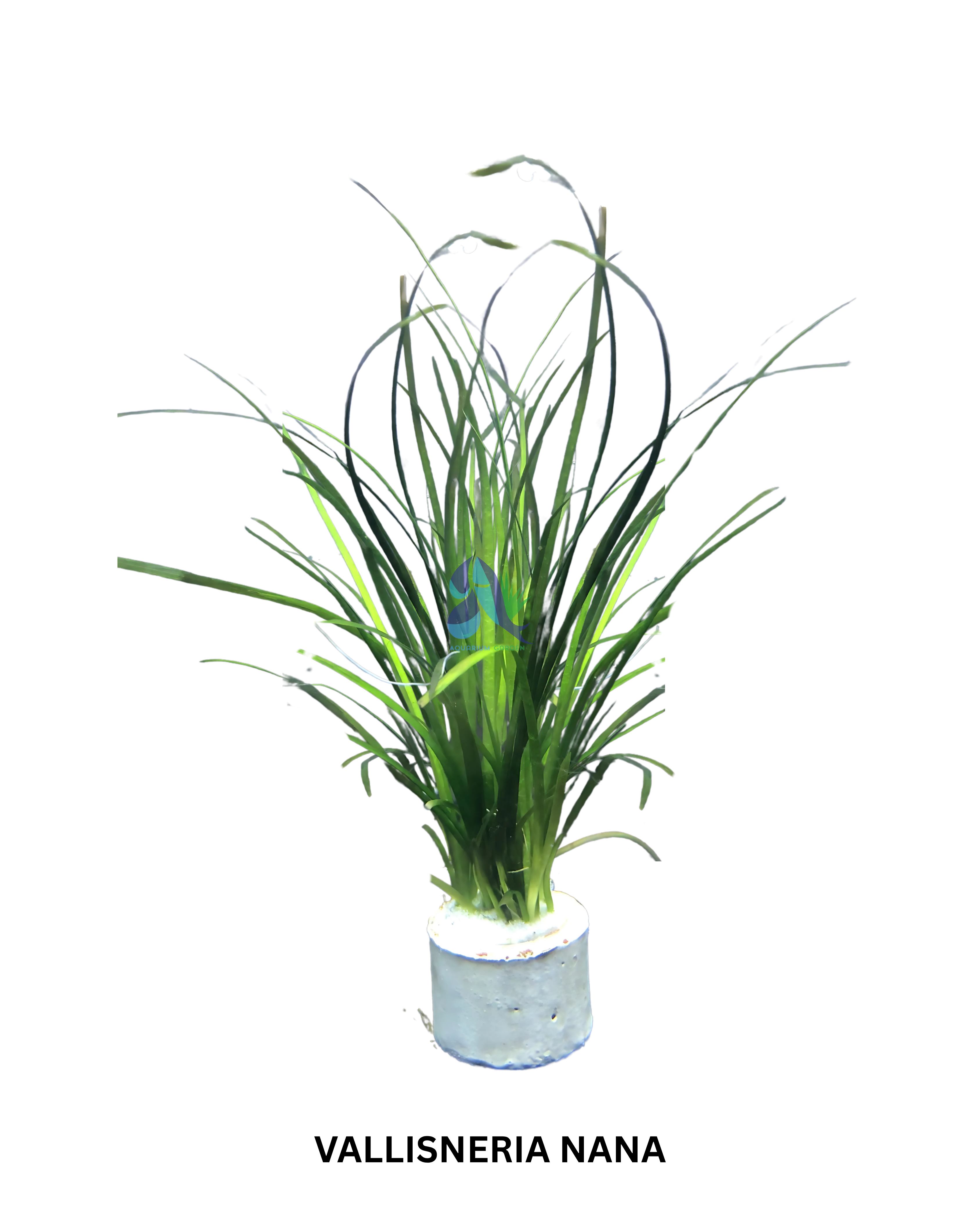 Vallisneria Nana