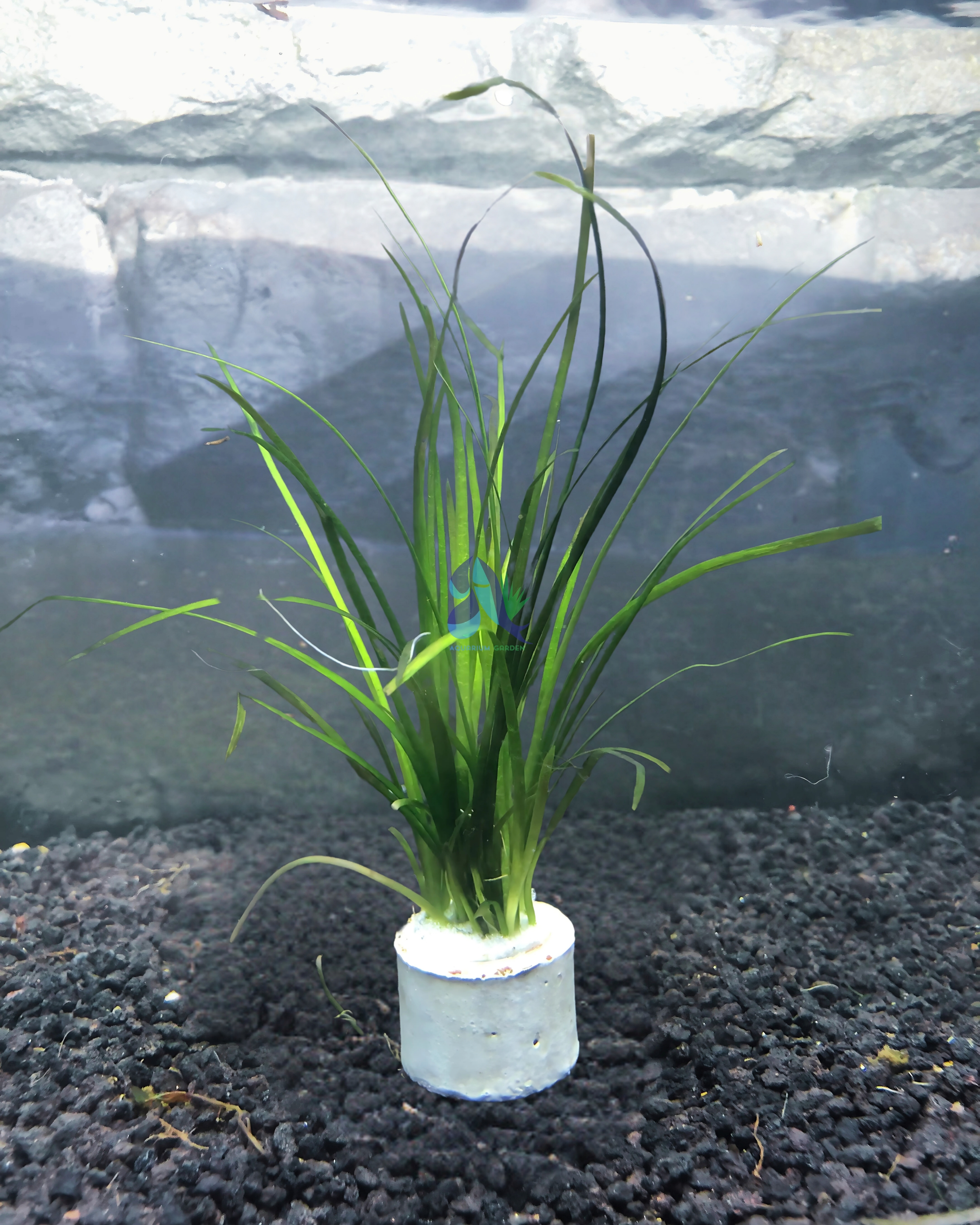 Vallisneria Nana