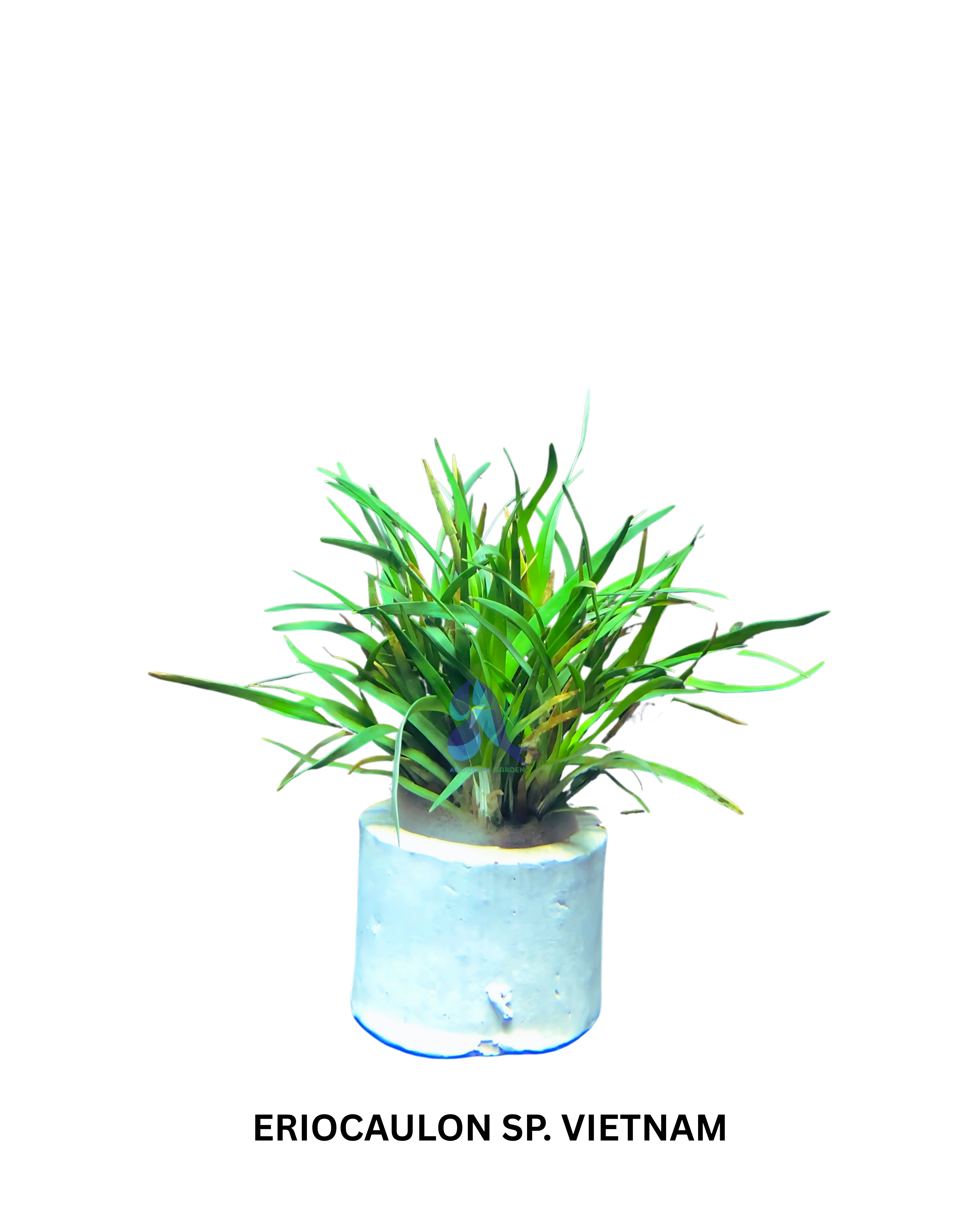 Eriocaulon sp. Vietnam