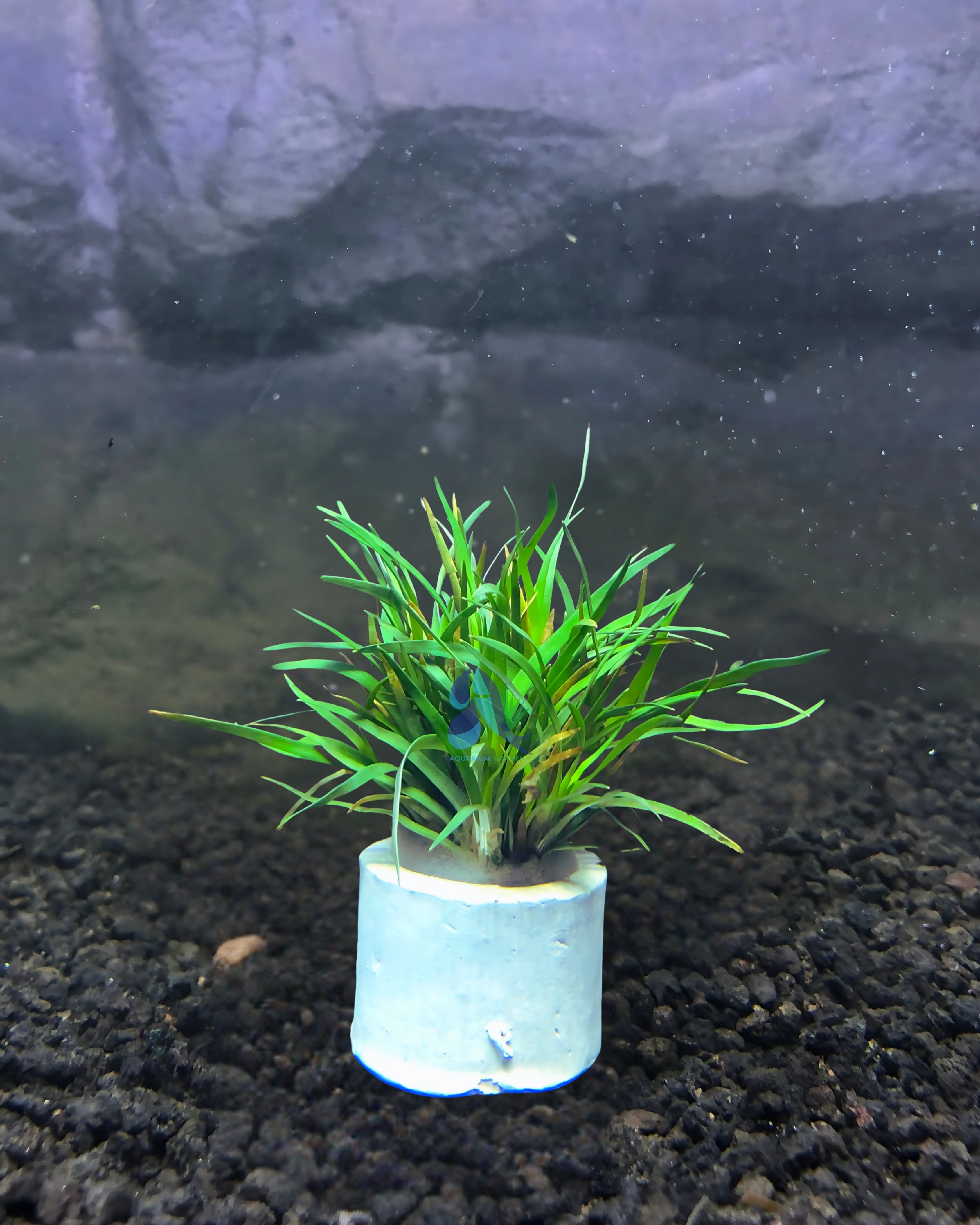 Eriocaulon sp. Vietnam