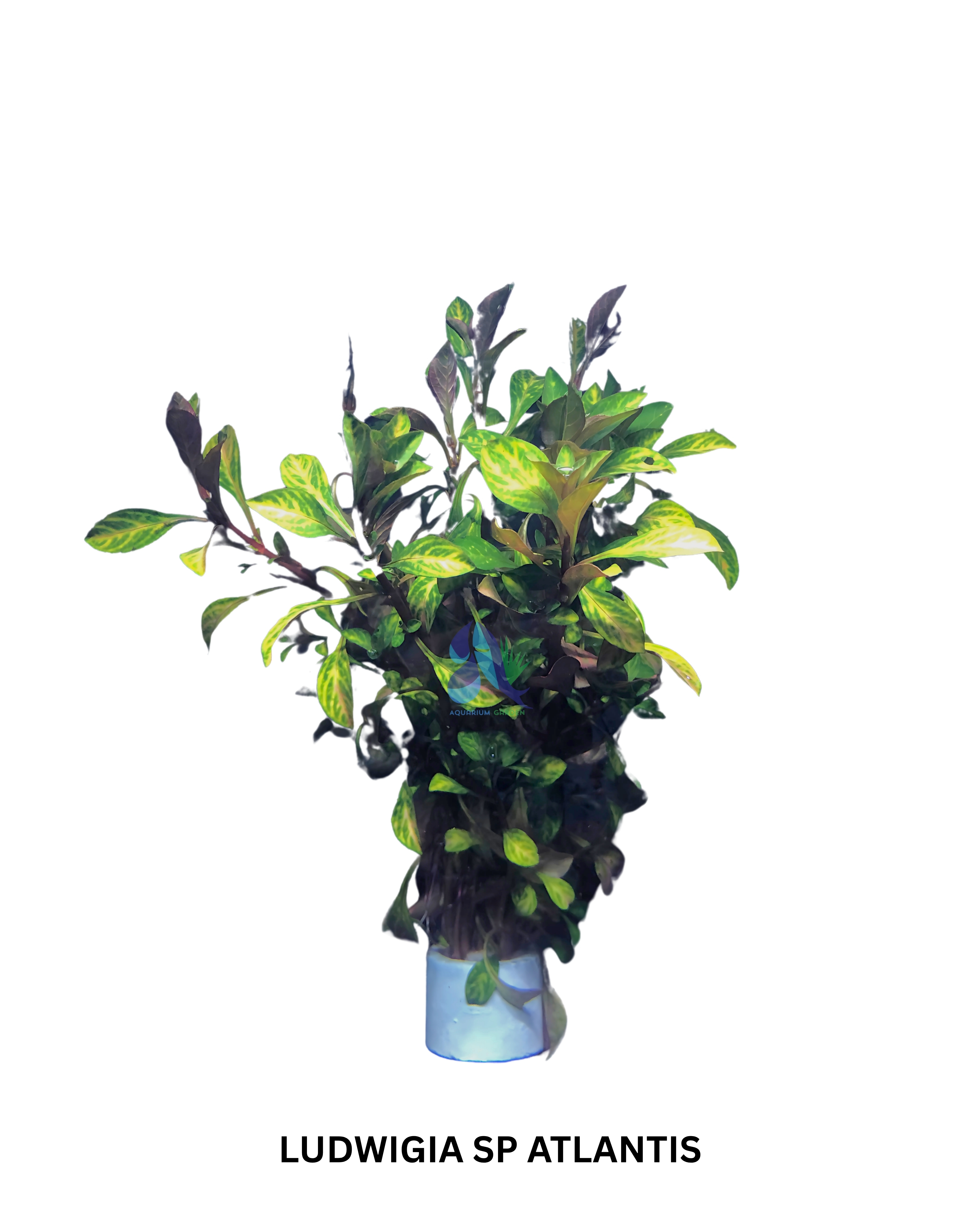 Ludwigia sp. atlantis