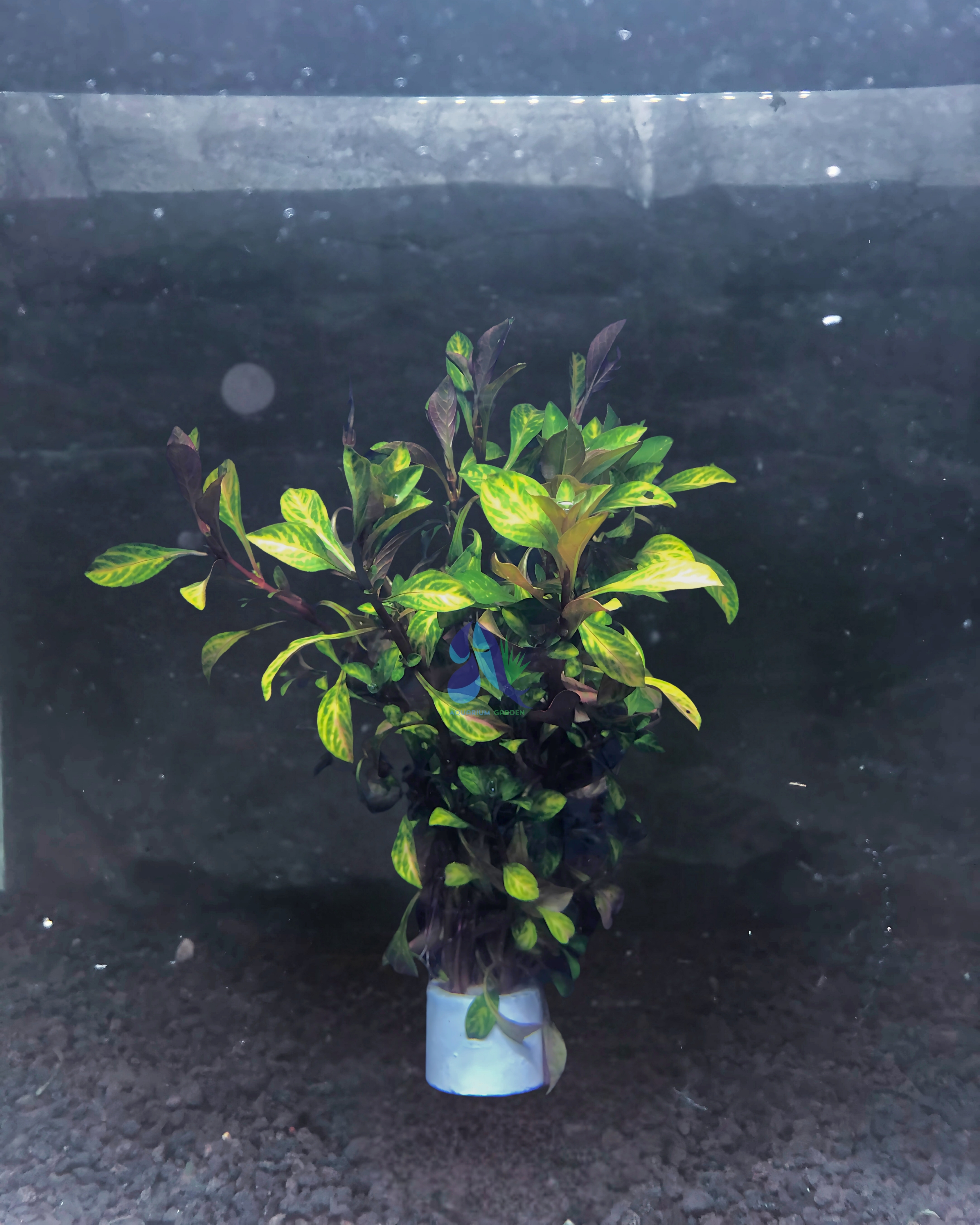 Ludwigia sp. atlantis