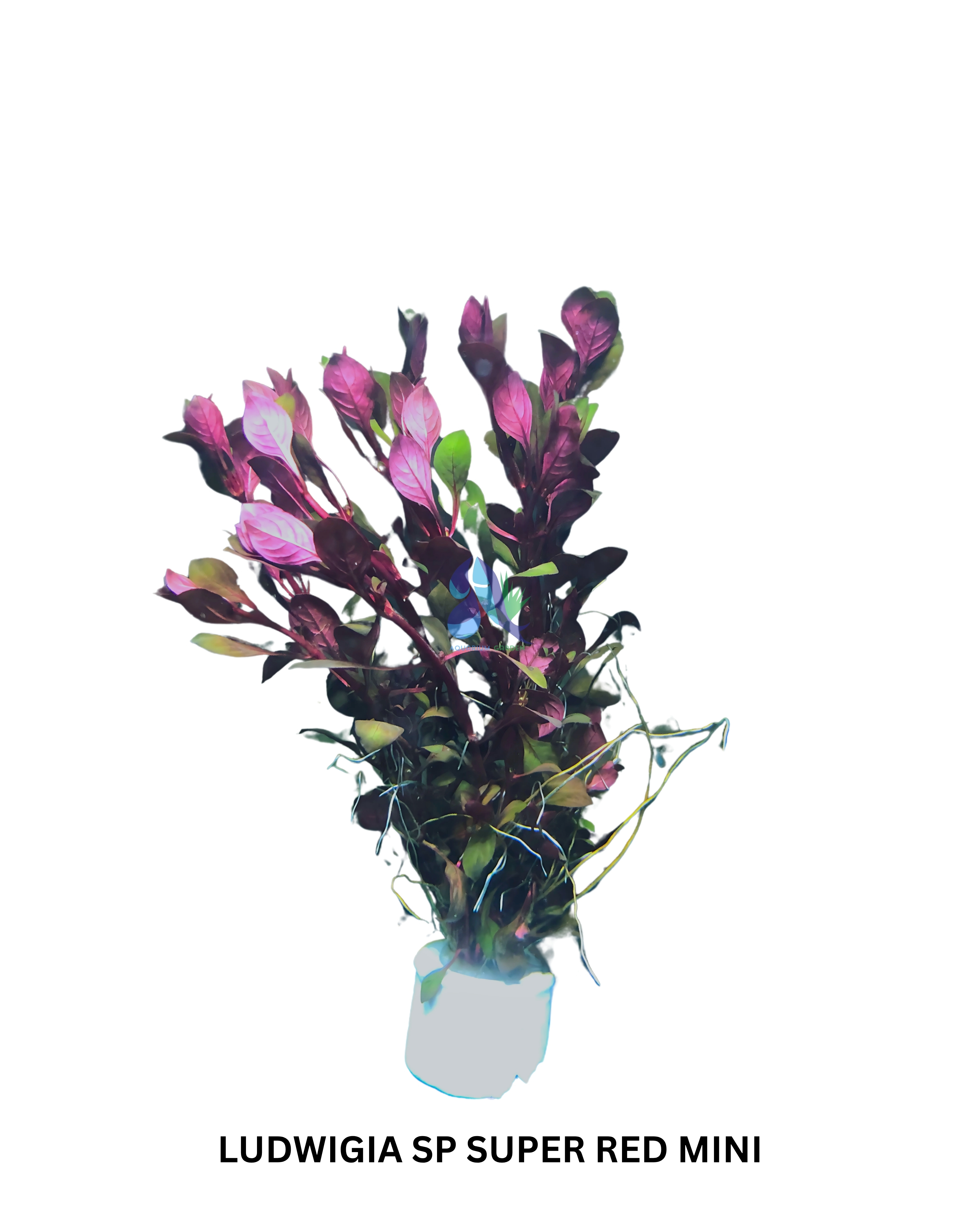 Ludwigia sp. super red mini