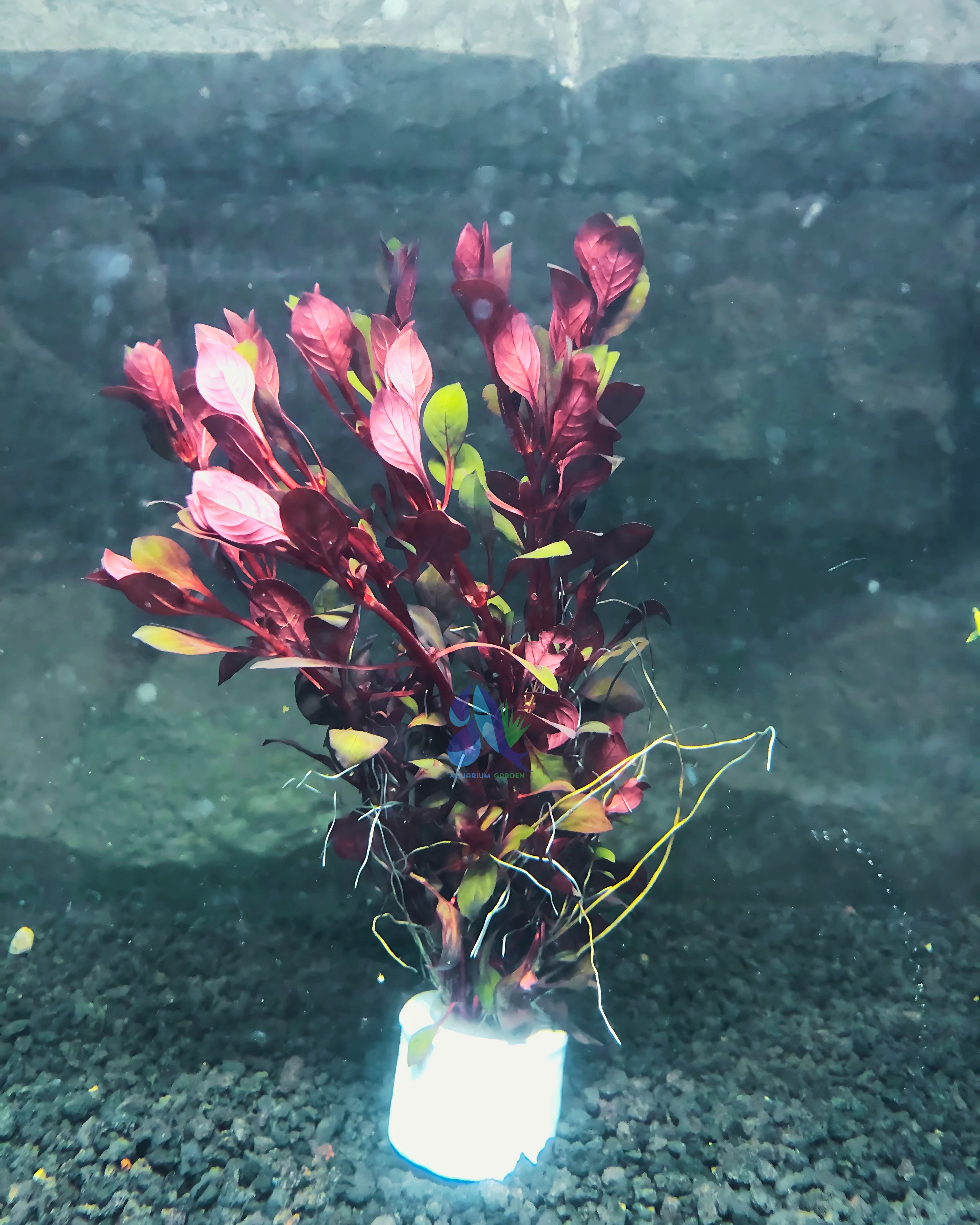 Ludwigia sp. super red mini