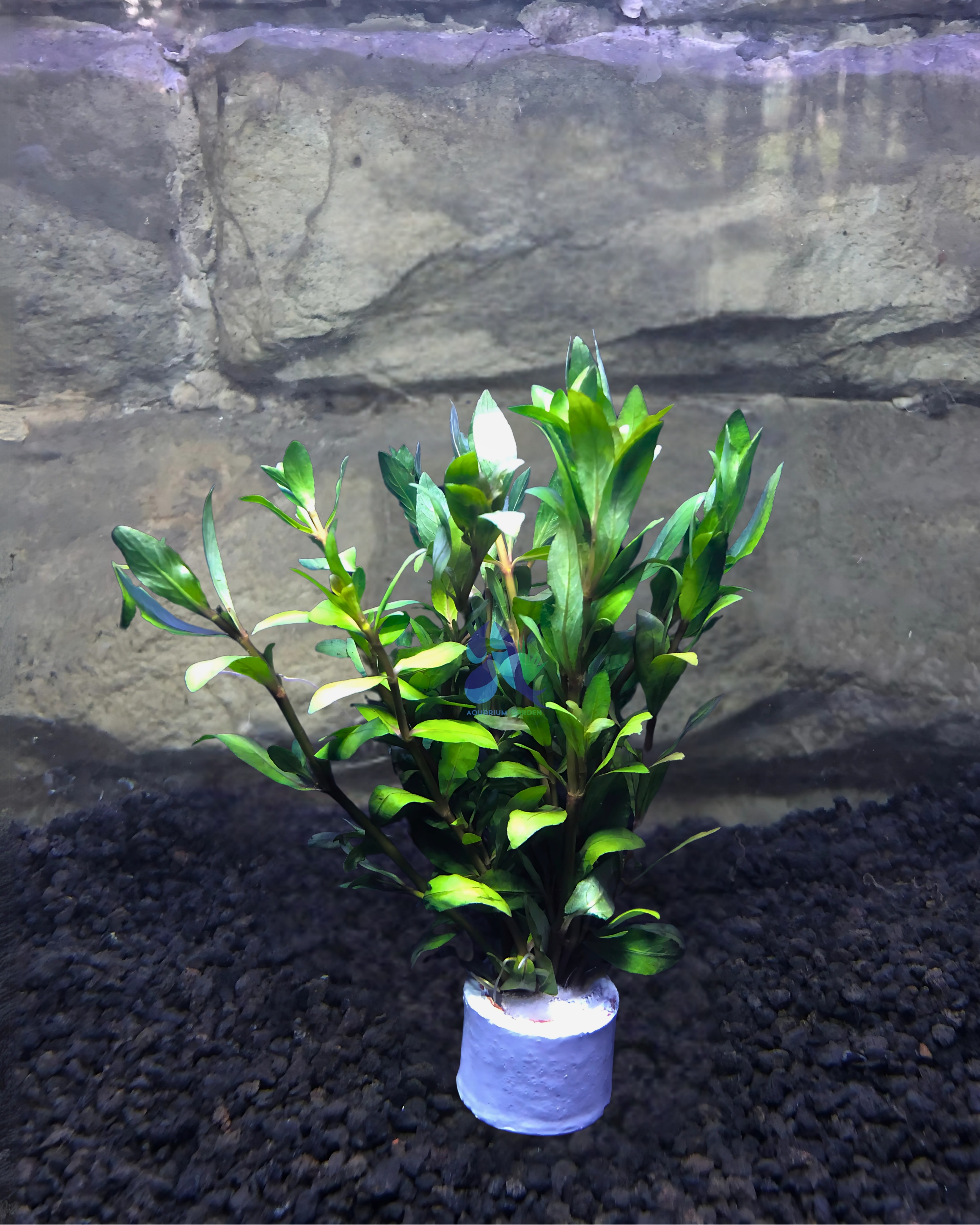 Ludwigia inclinata green