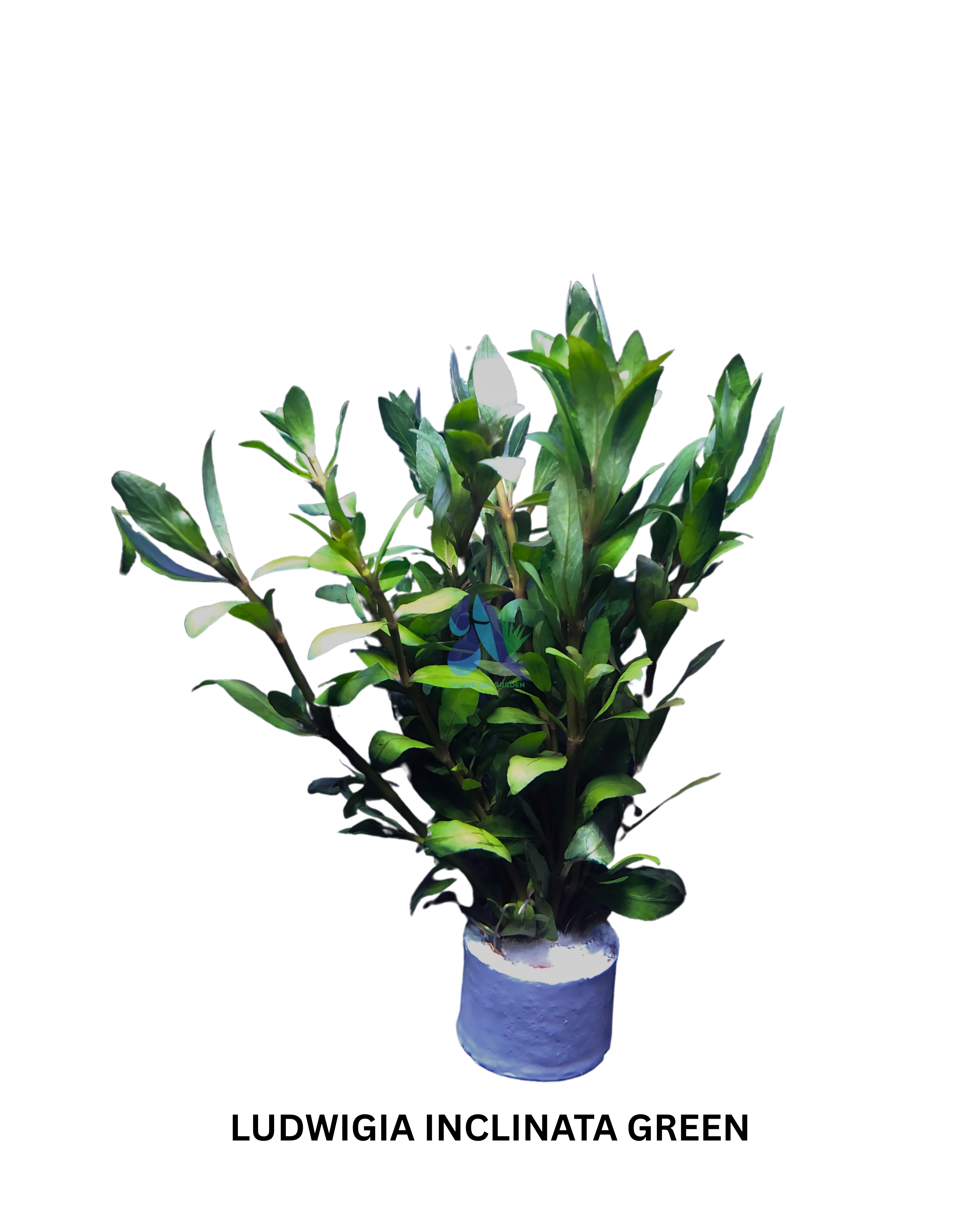 Ludwigia inclinata green