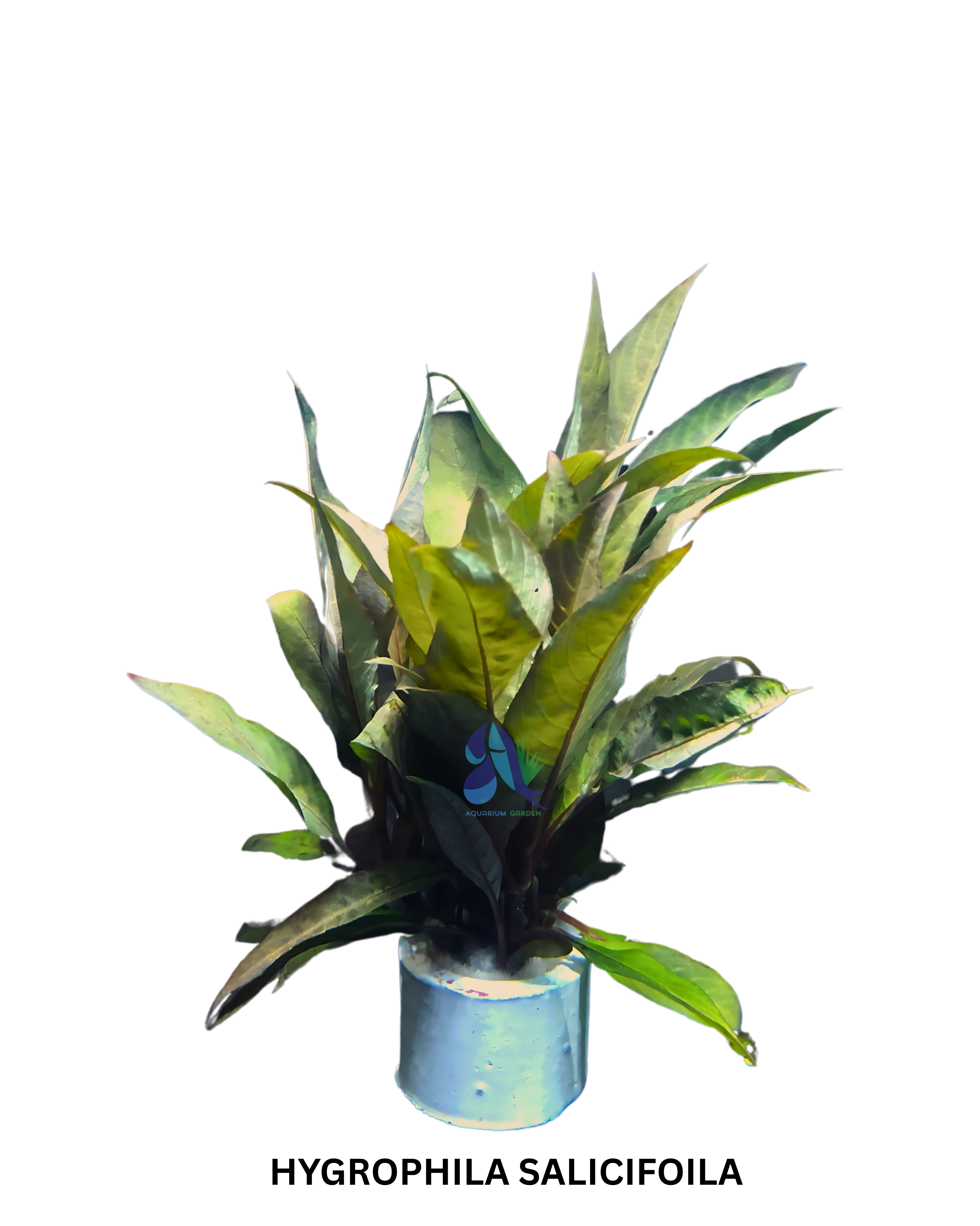 Hygrophila salicifoila