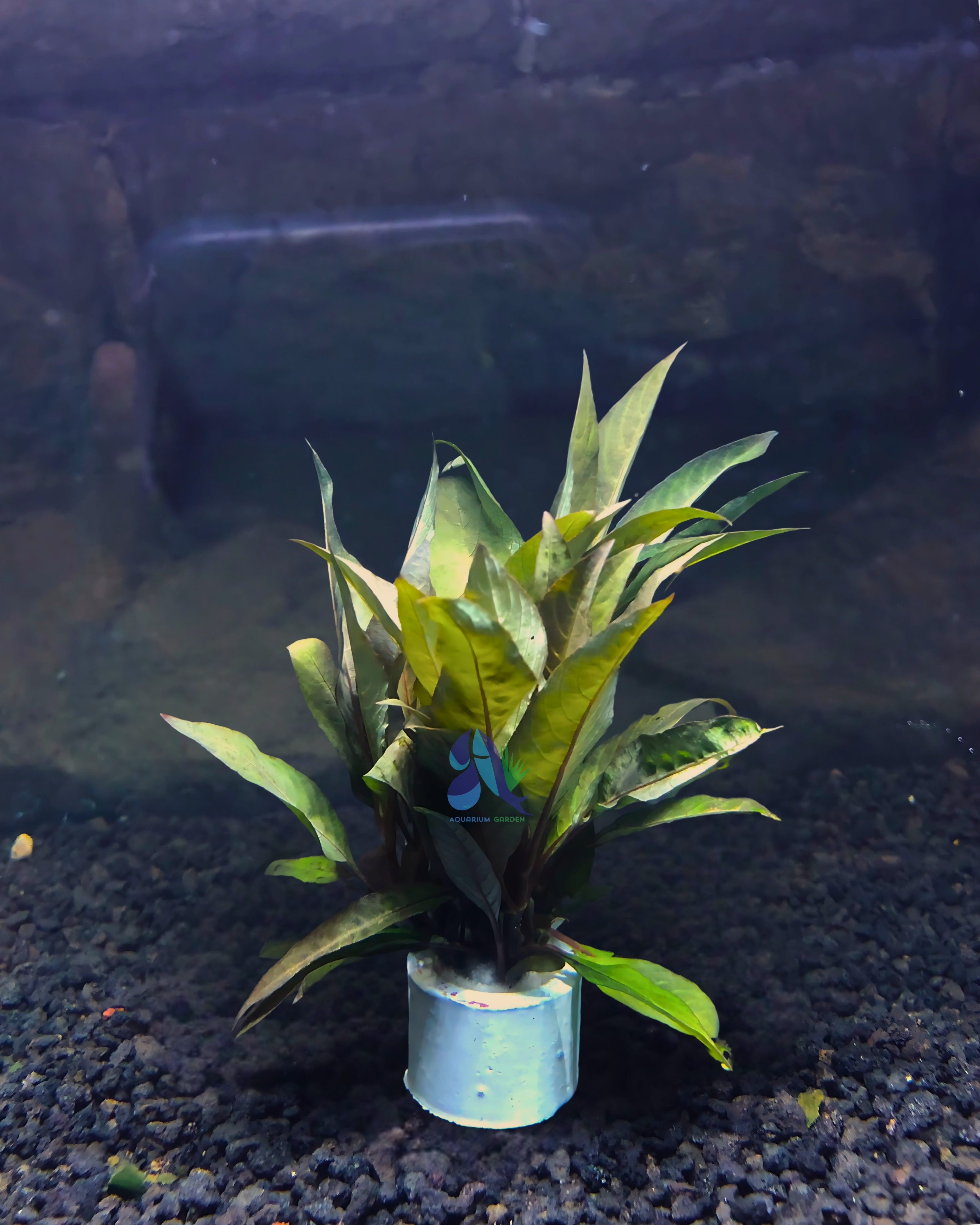Hygrophila salicifoila