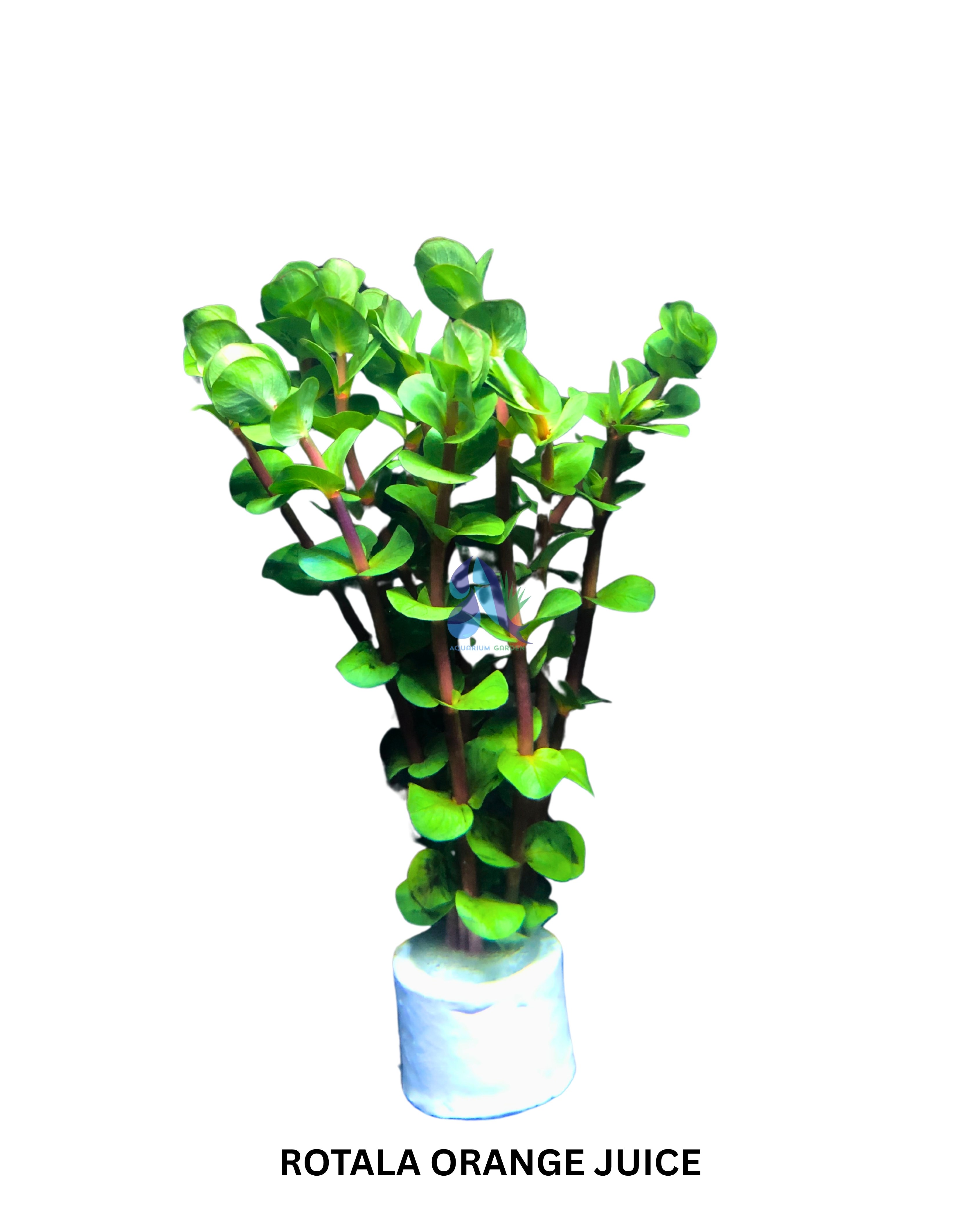 Rotala orange juice