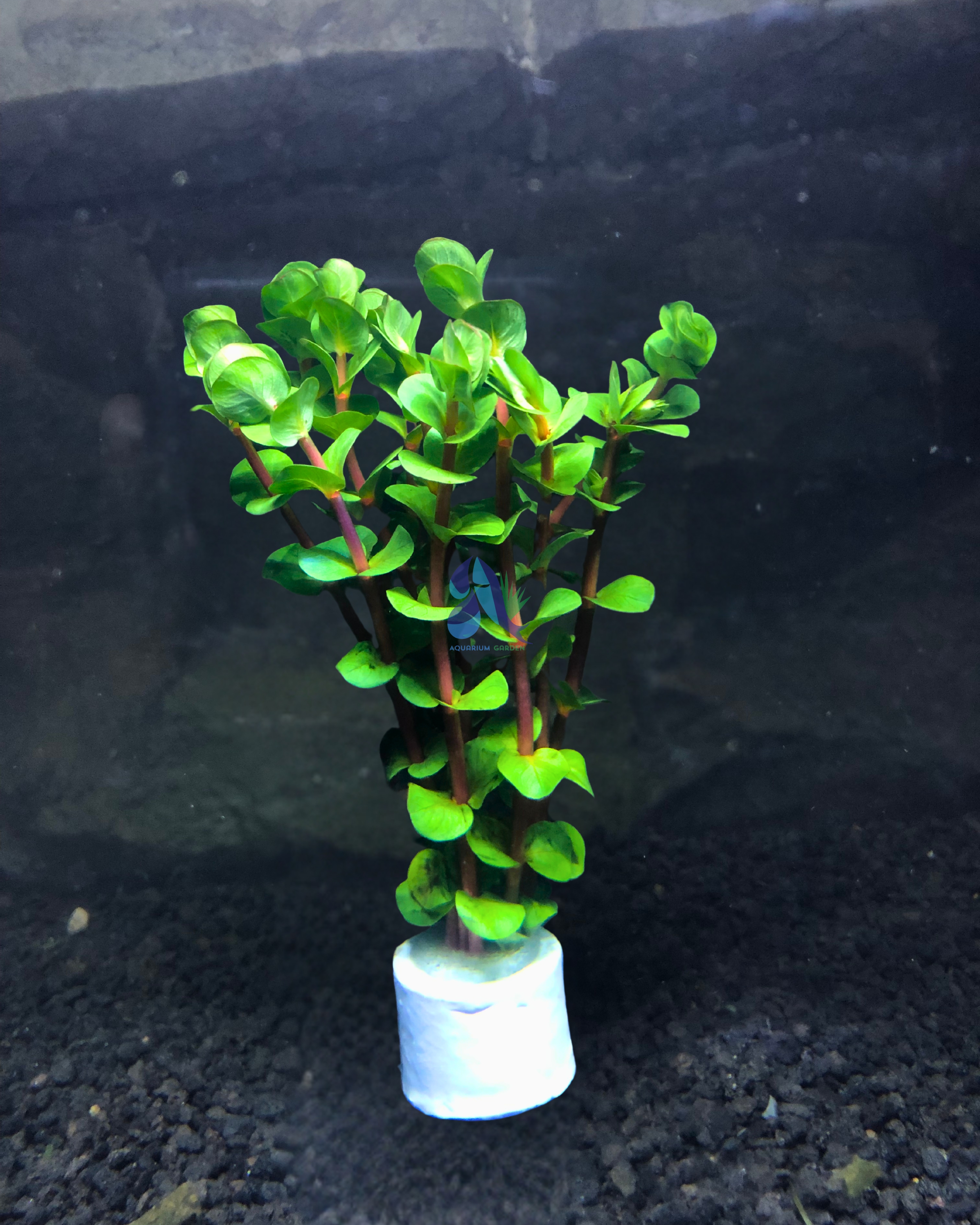 Rotala orange juice