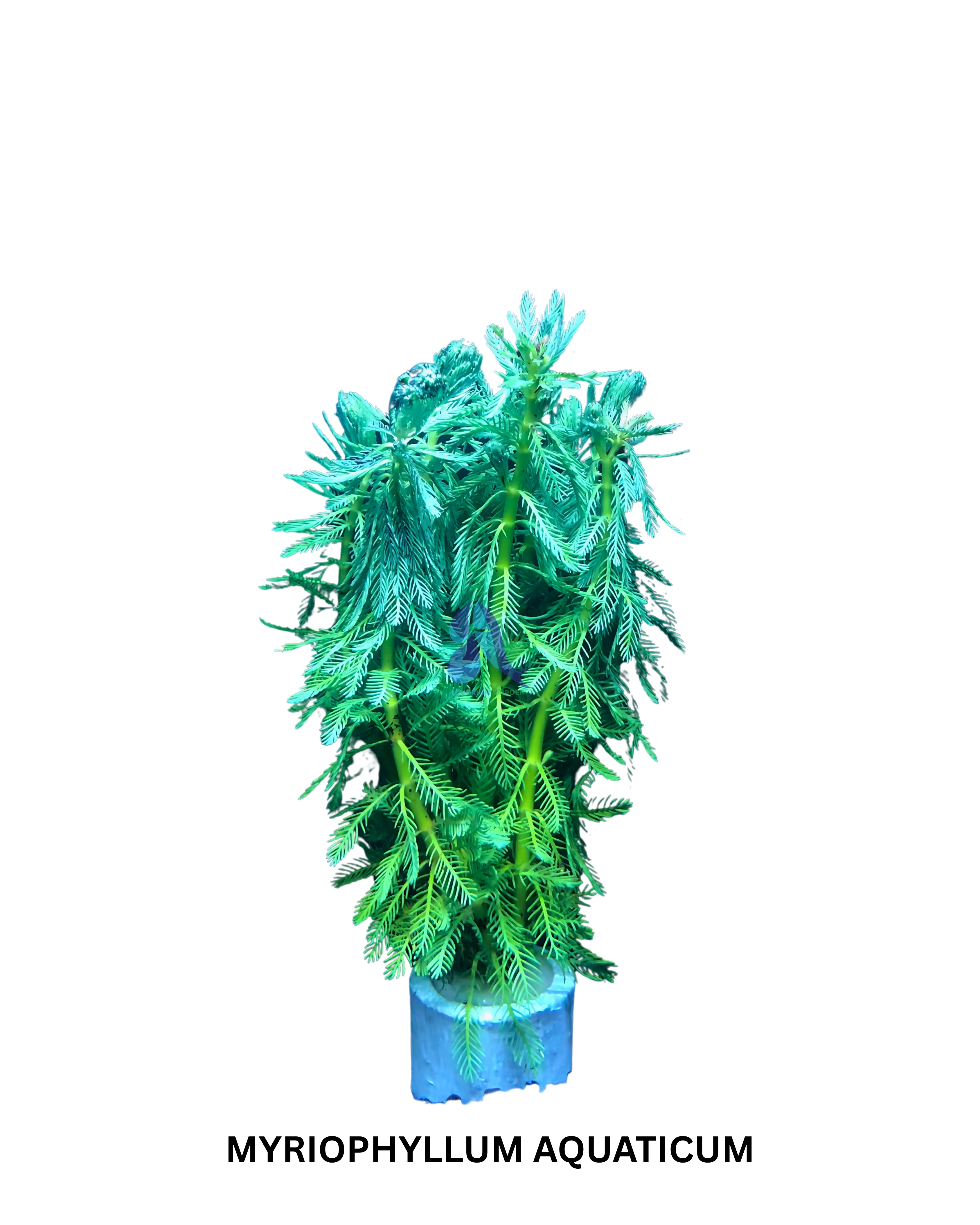 Myriophyllum aquaticum