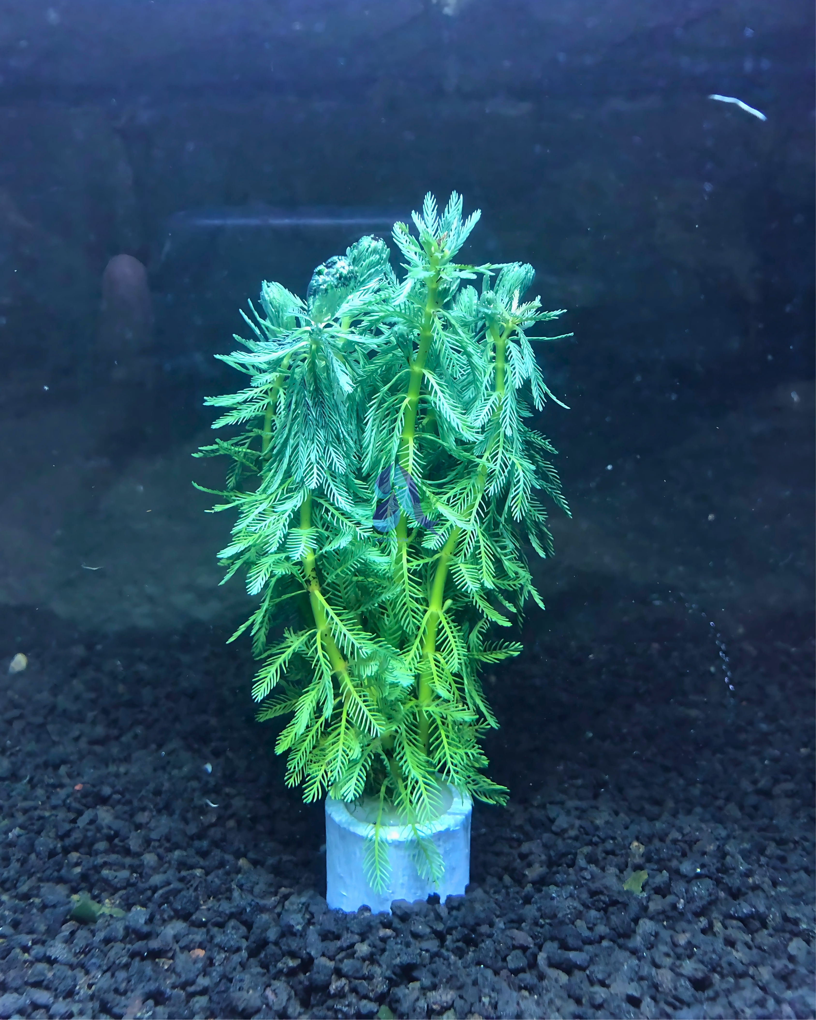 Myriophyllum aquaticum