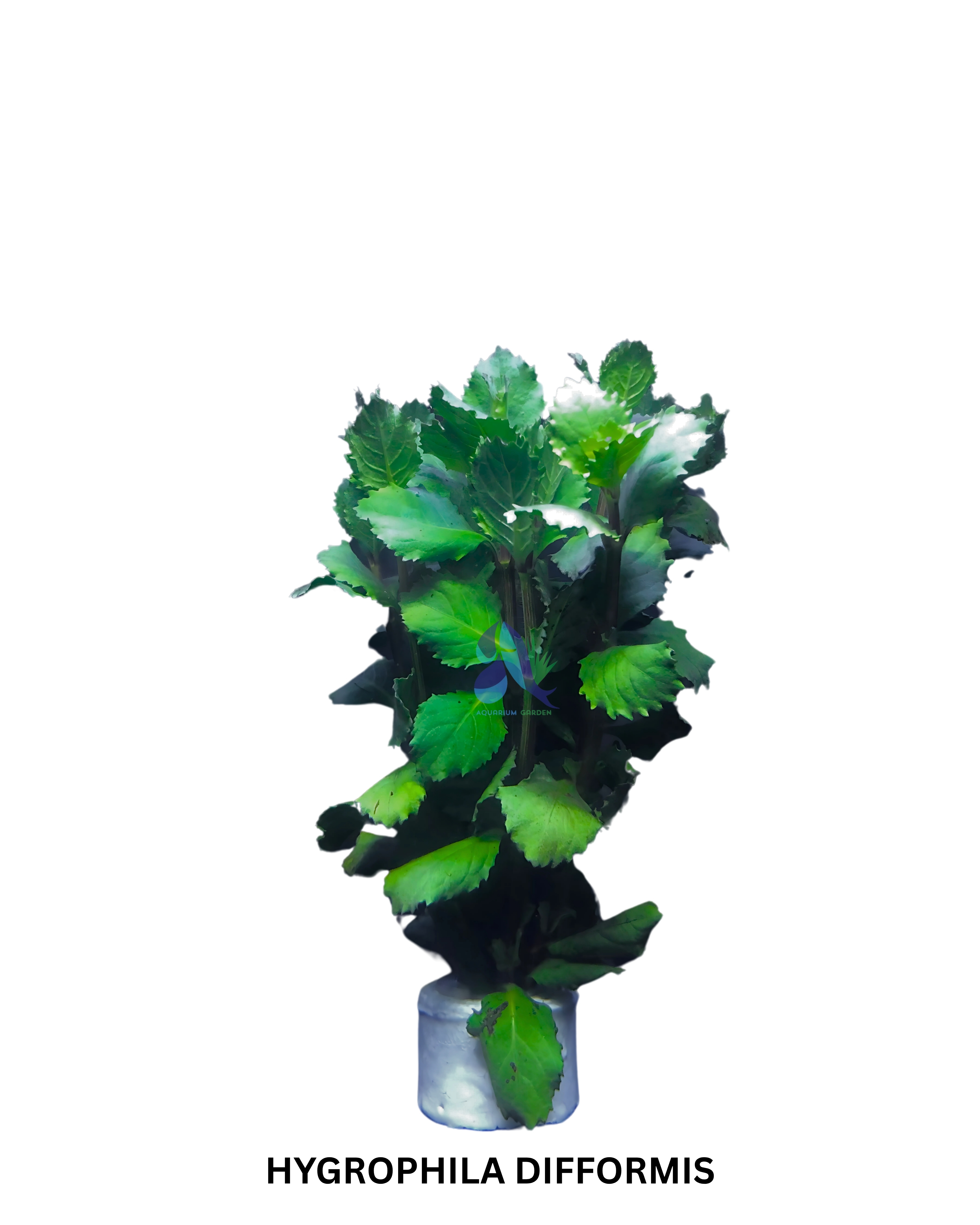 Hygrophila difformis