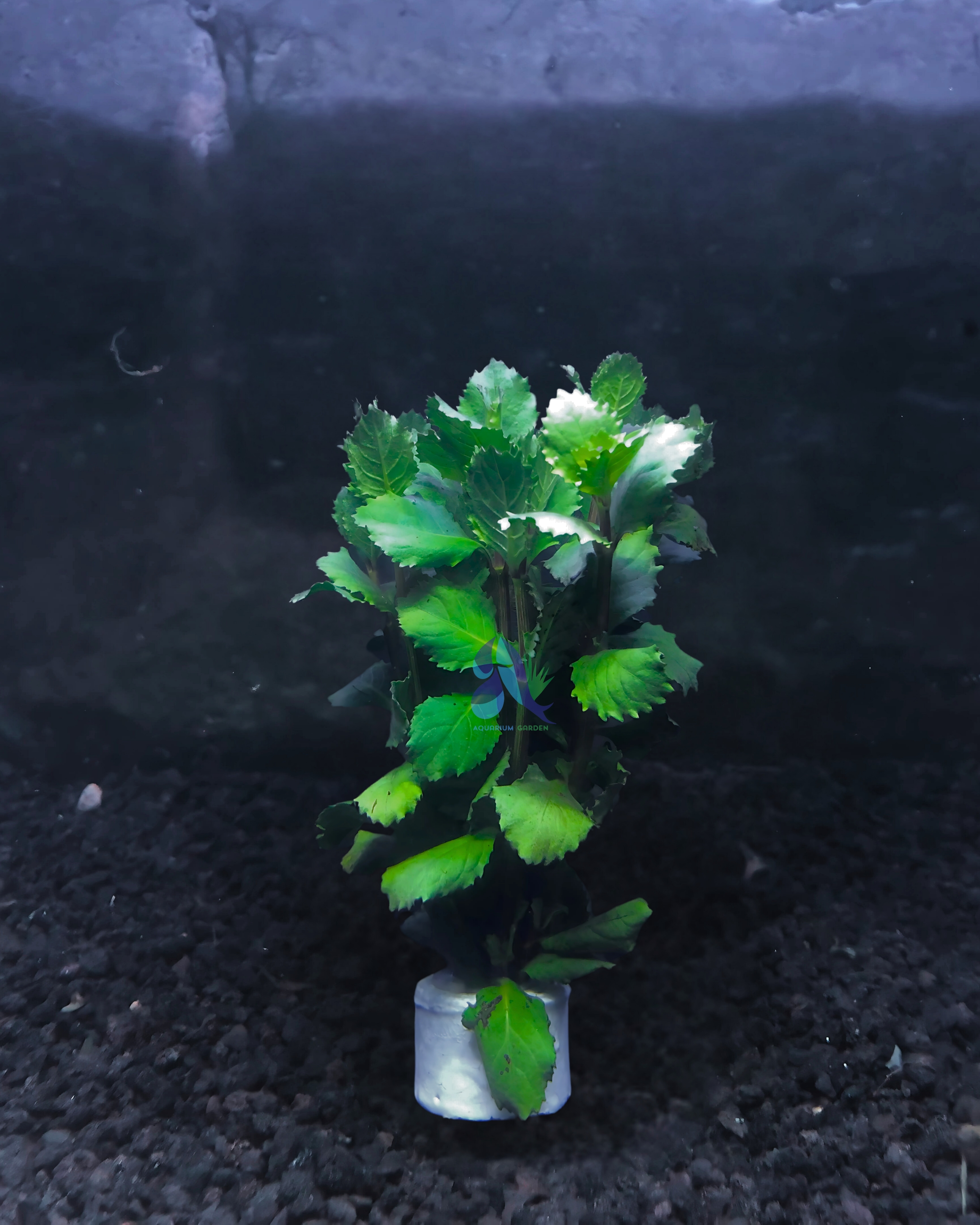 Hygrophila difformis