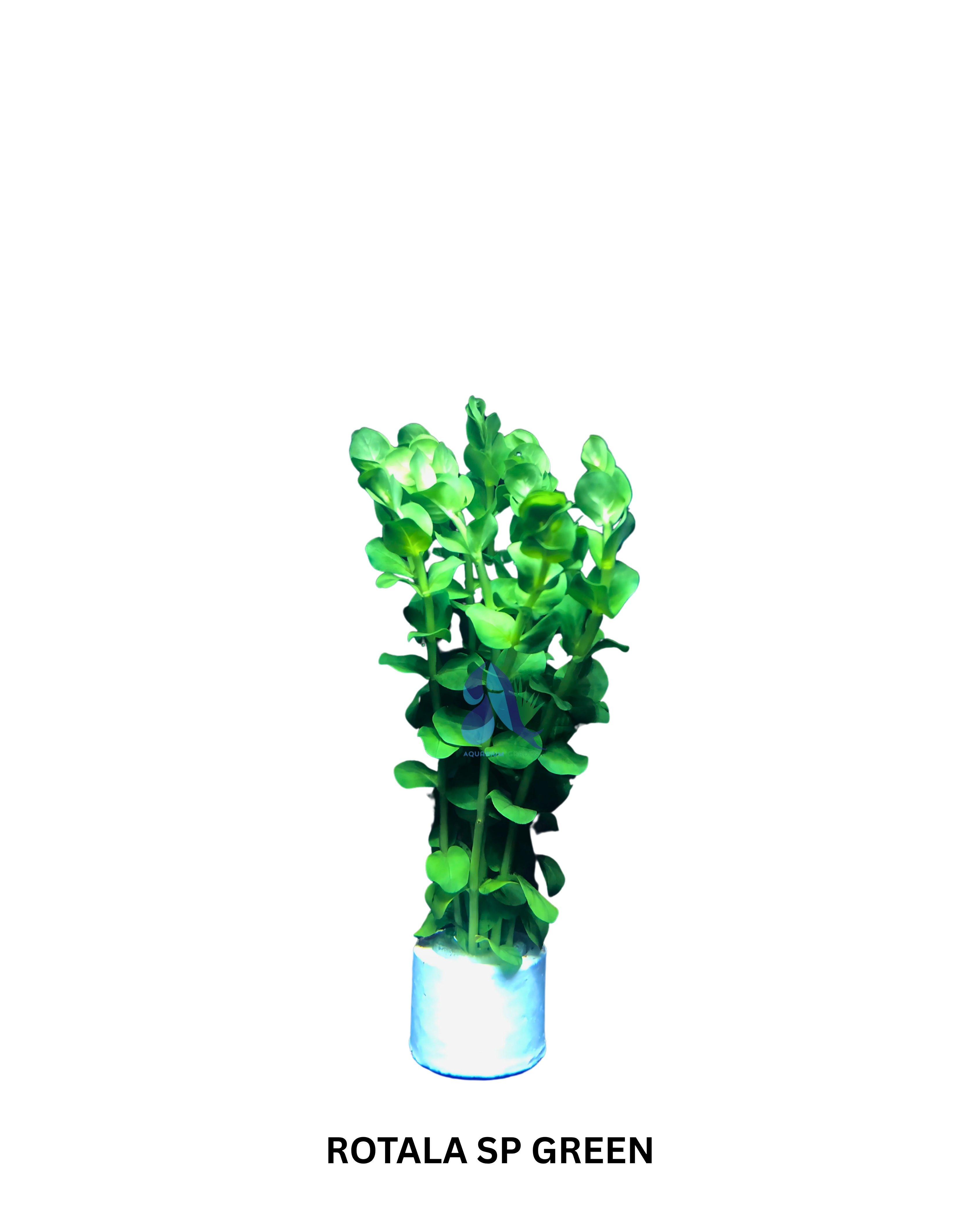 Rotala sp. green