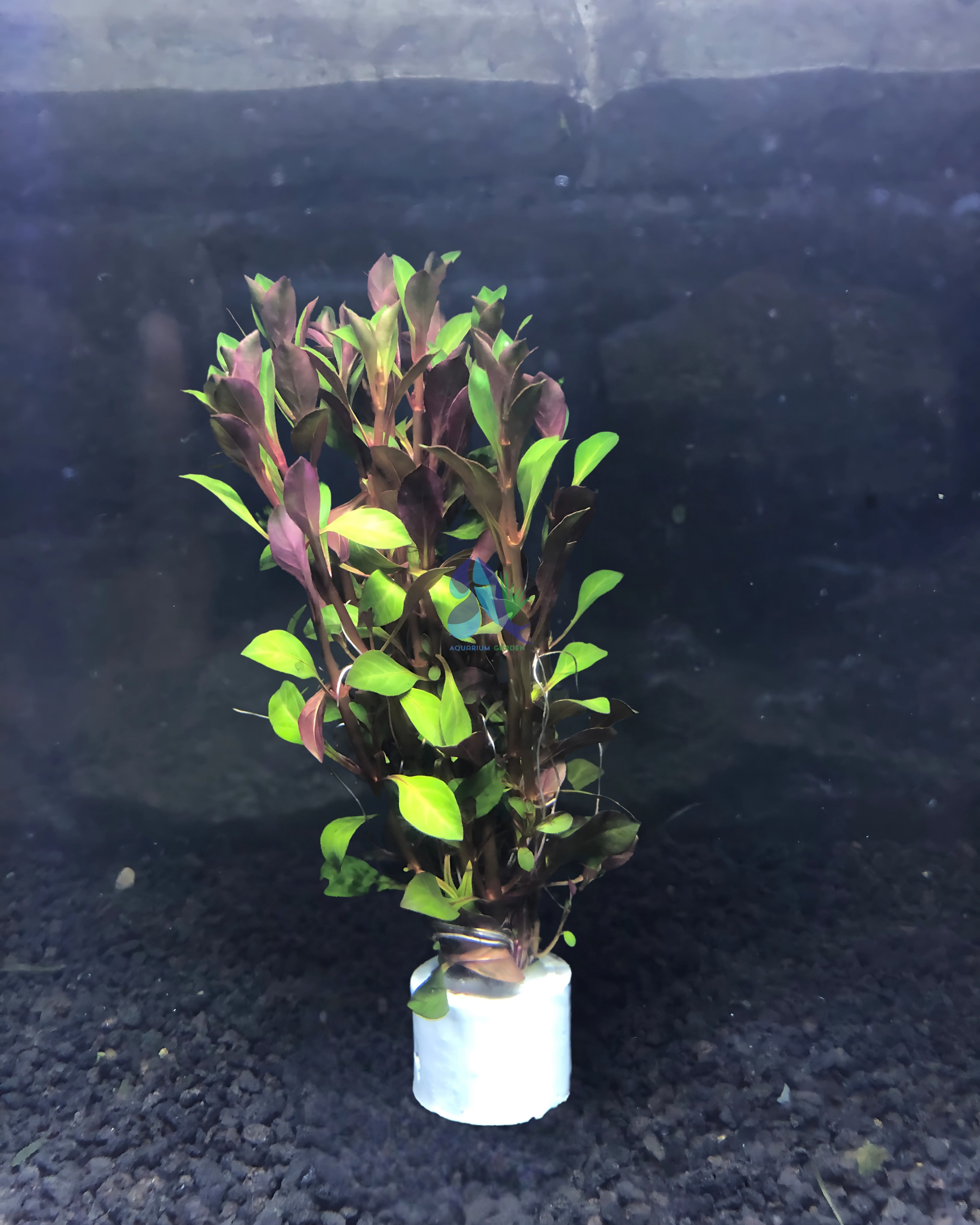 Ludwigia palustris