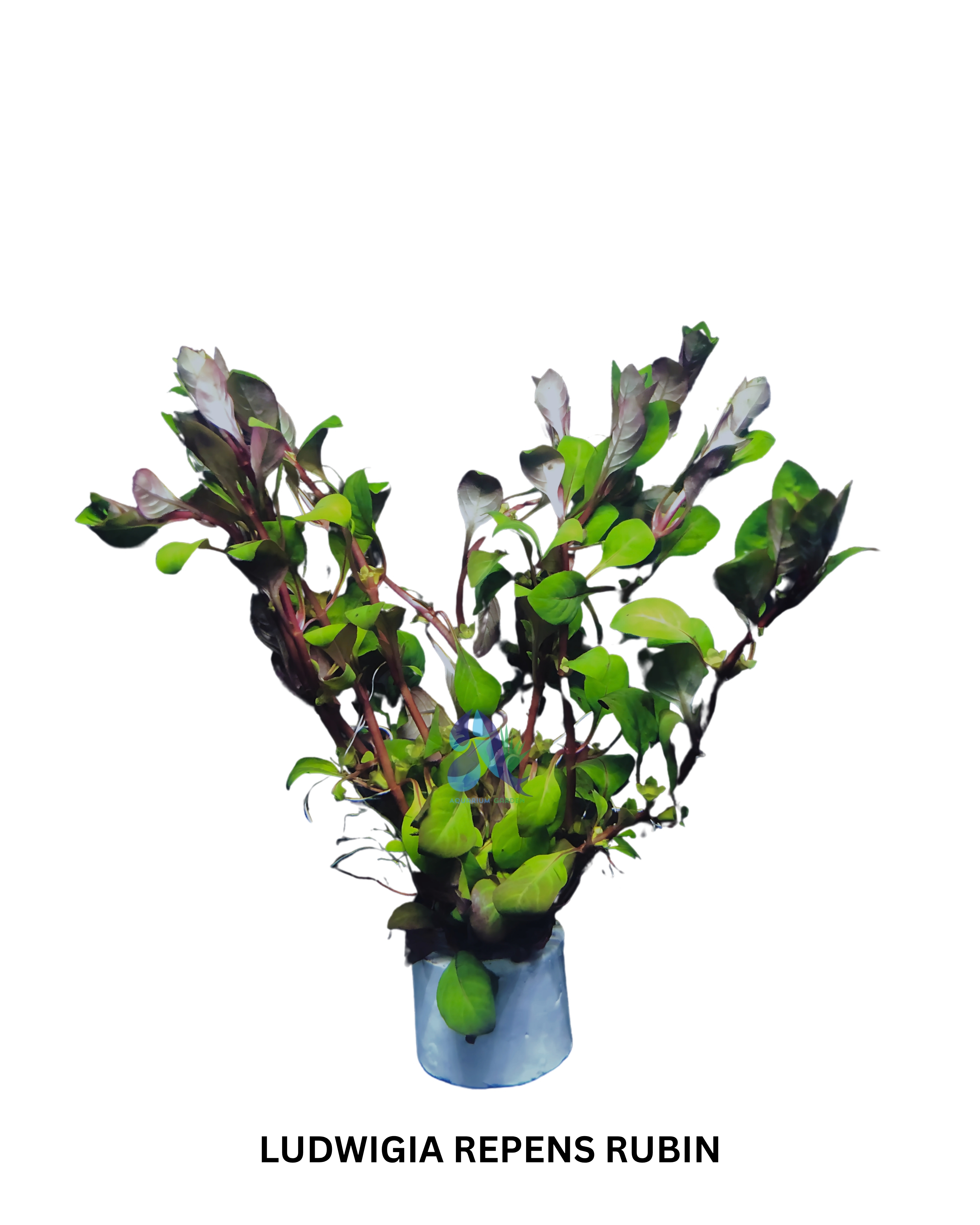 Ludwigia repens rubin