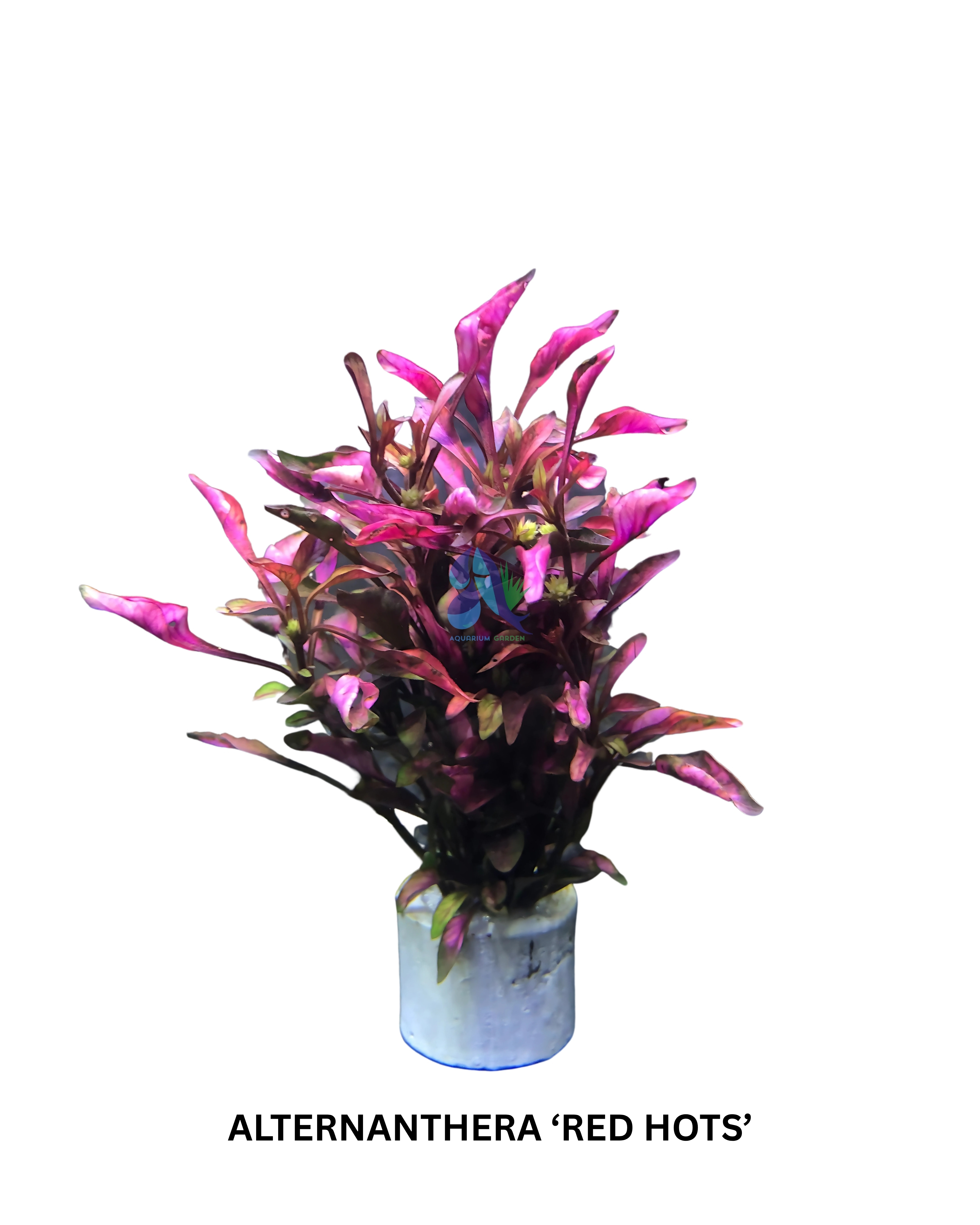 Alternanthera 'Red Hots'