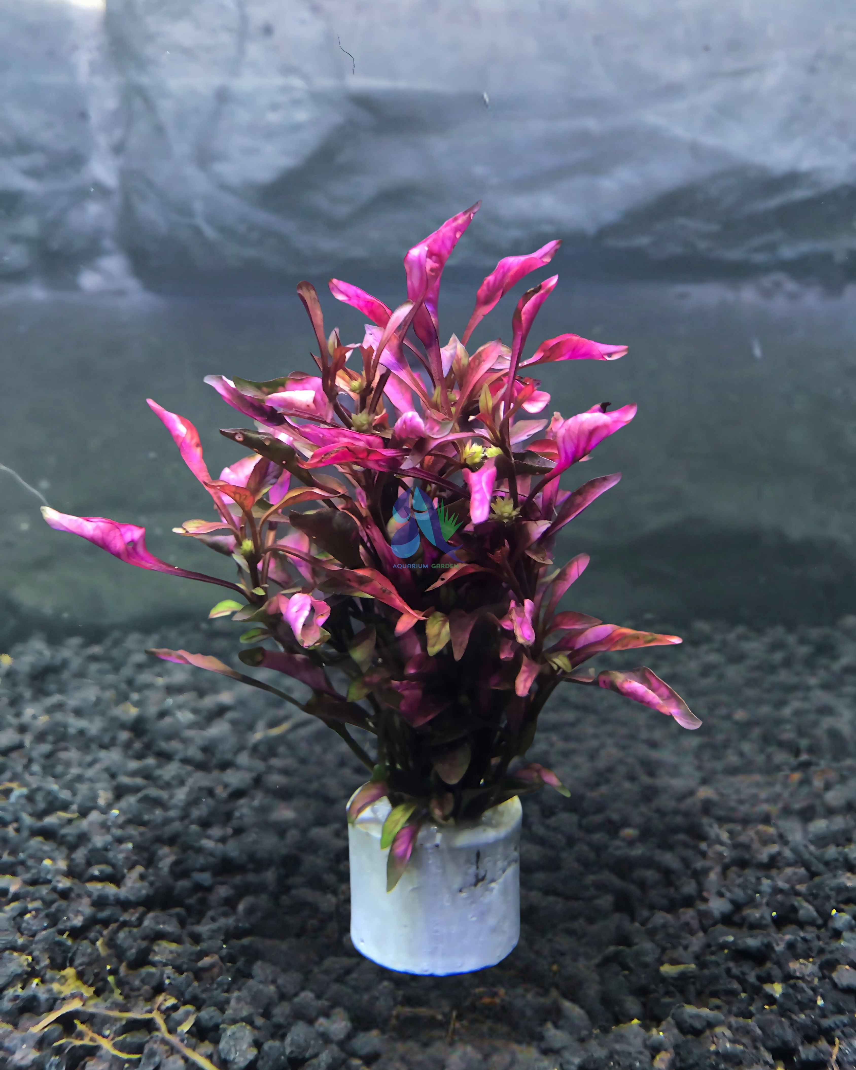 Alternanthera 'Red Hots'