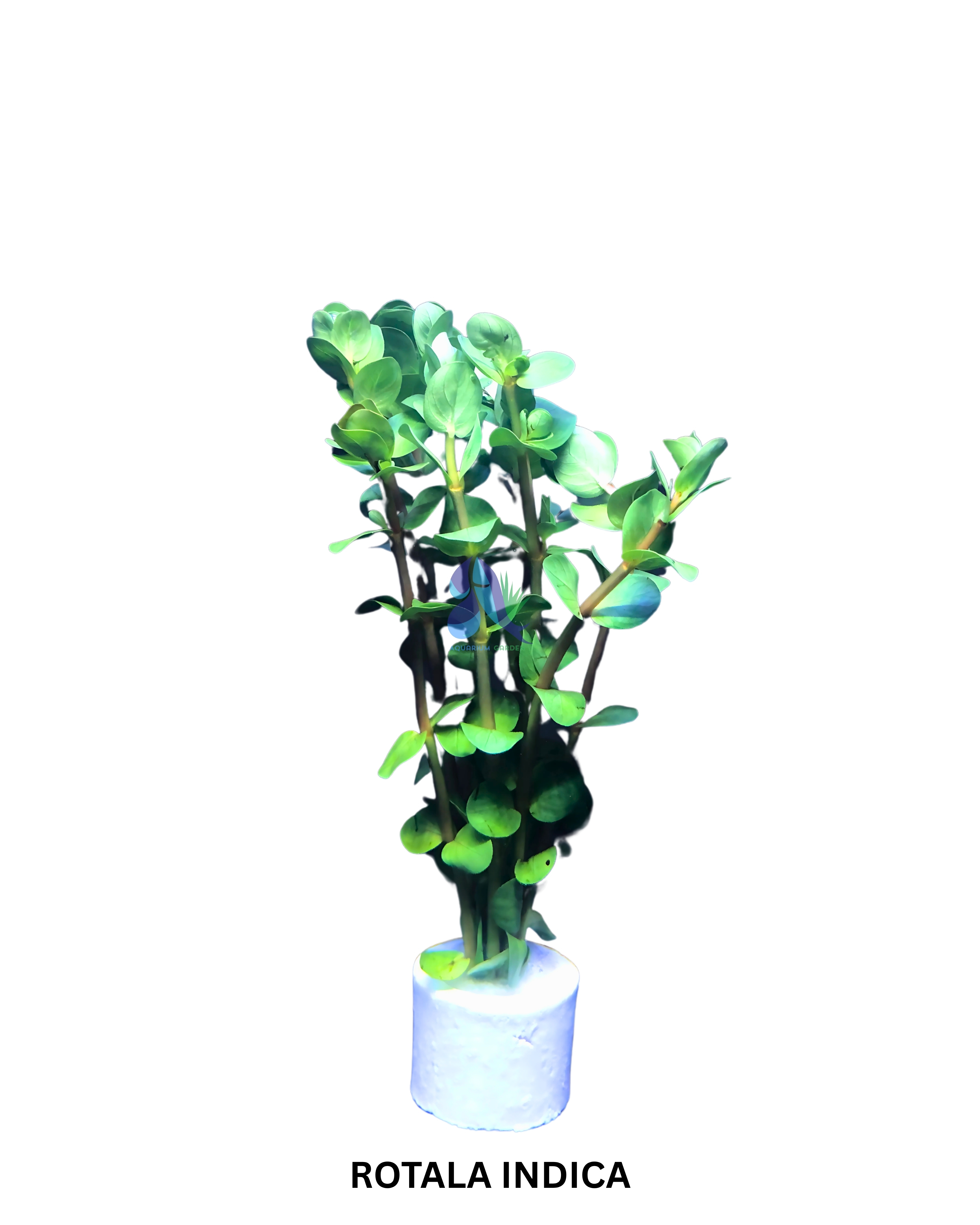 Rotala Indica 