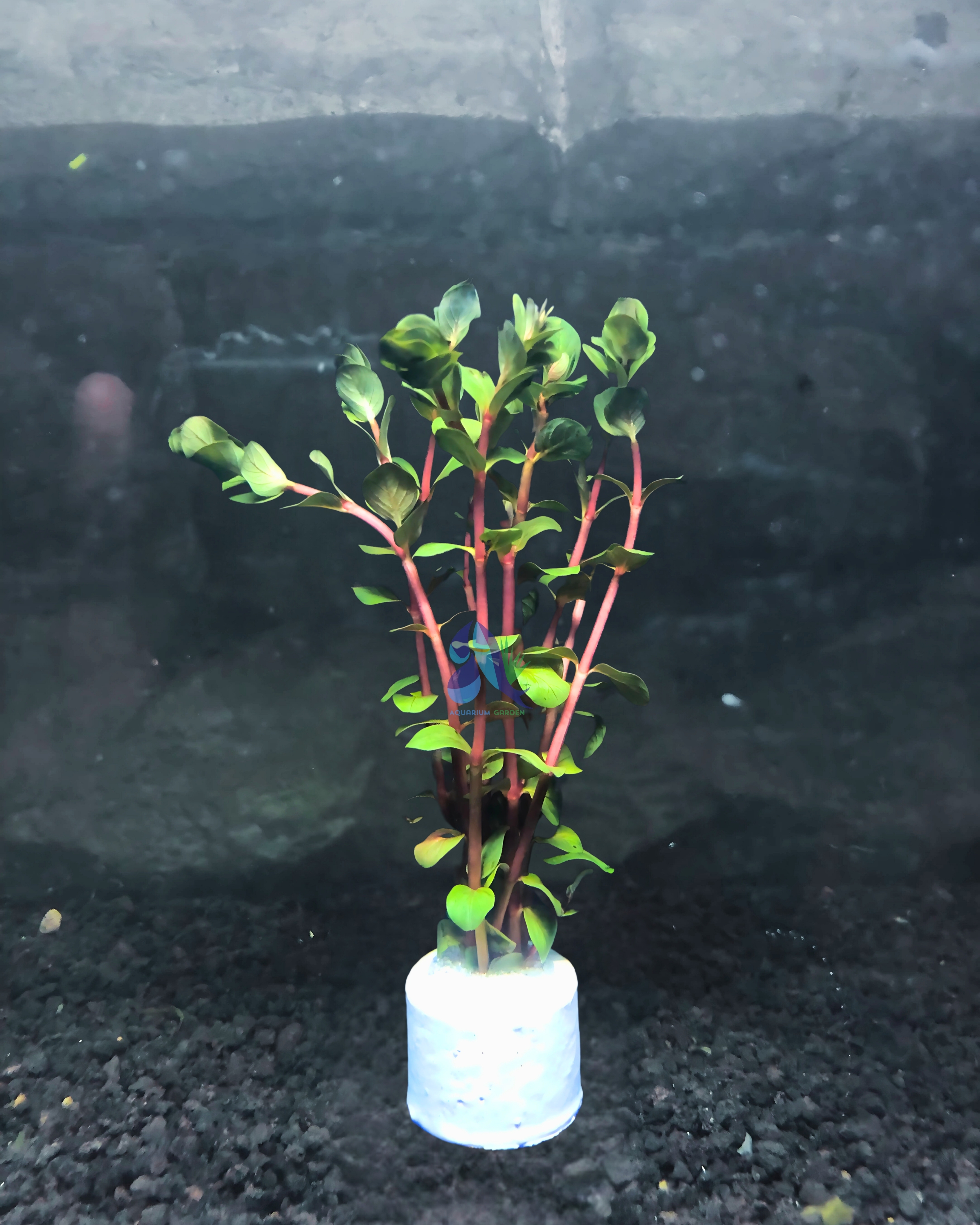 Rotala Hra