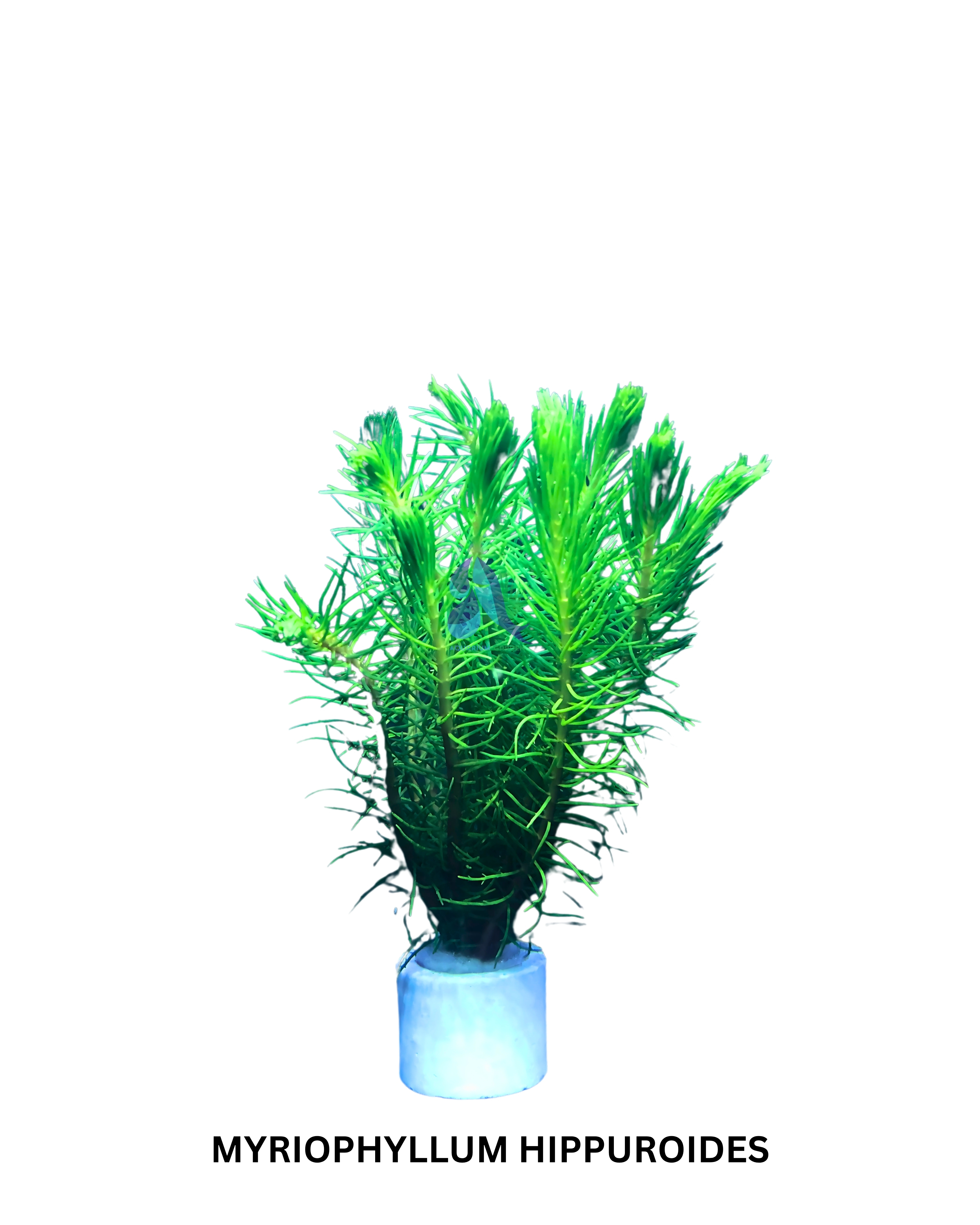 Myriophyllum Hippuroides