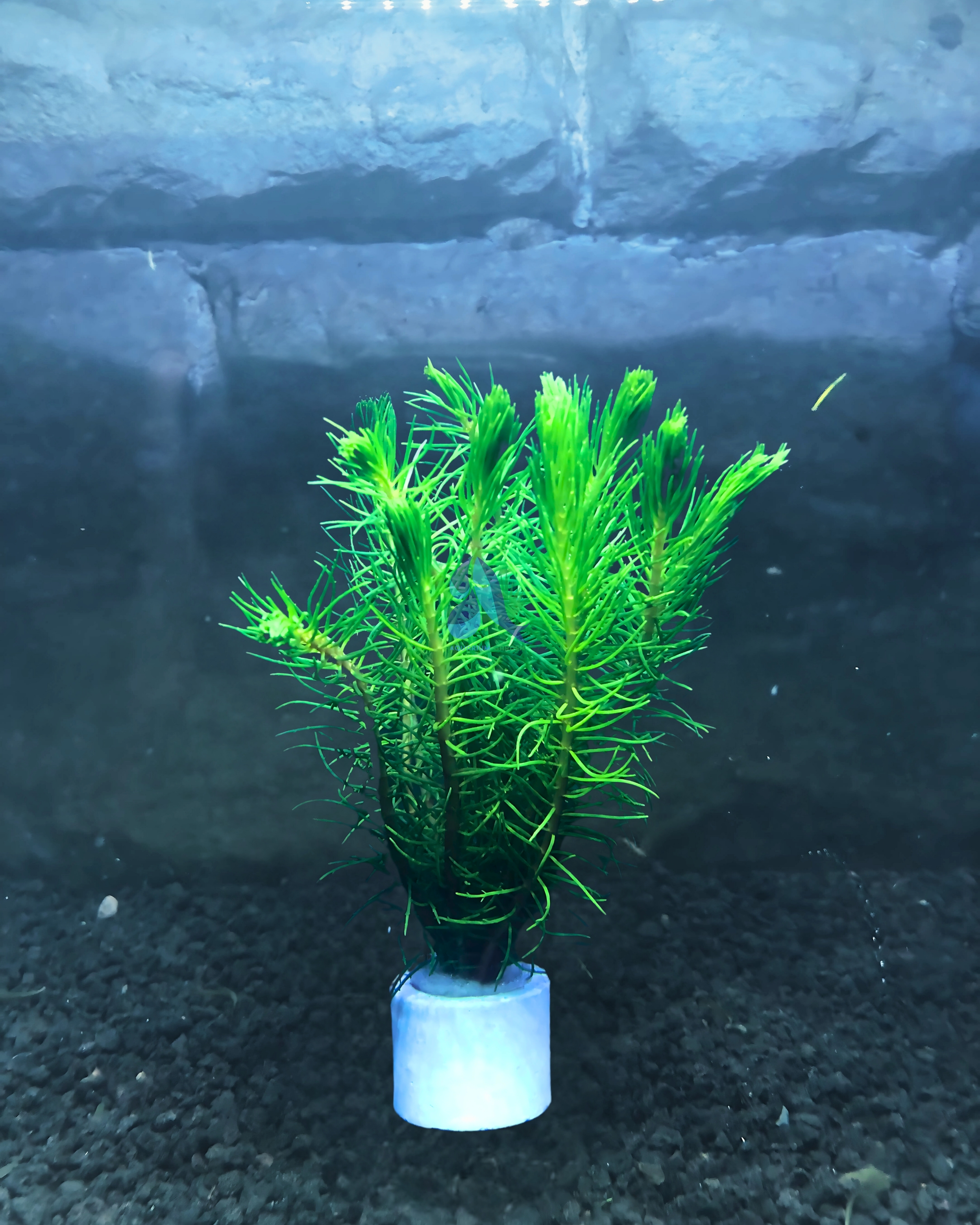 Myriophyllum Hippuroides