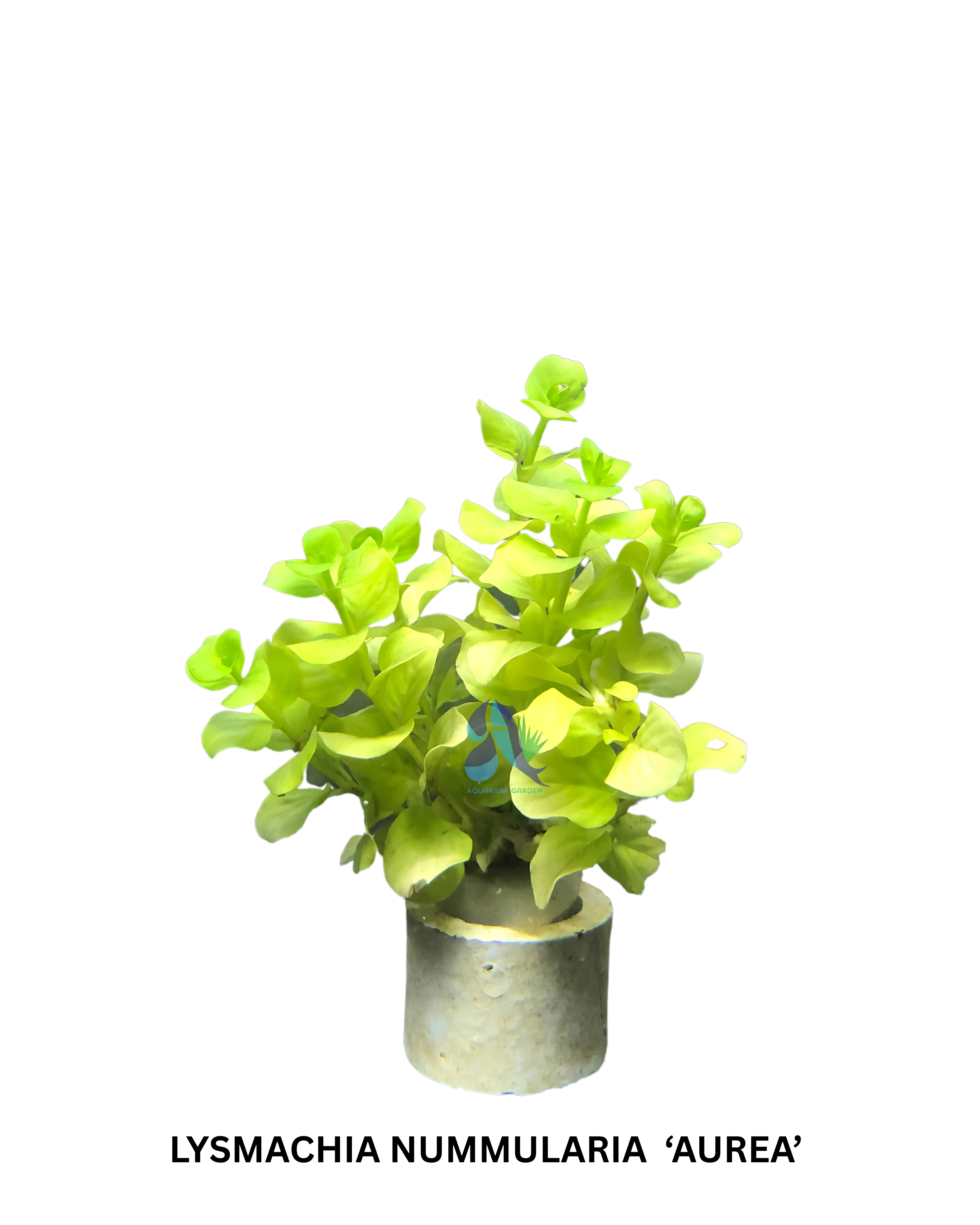 Lysimachia nummularia 'aurea'