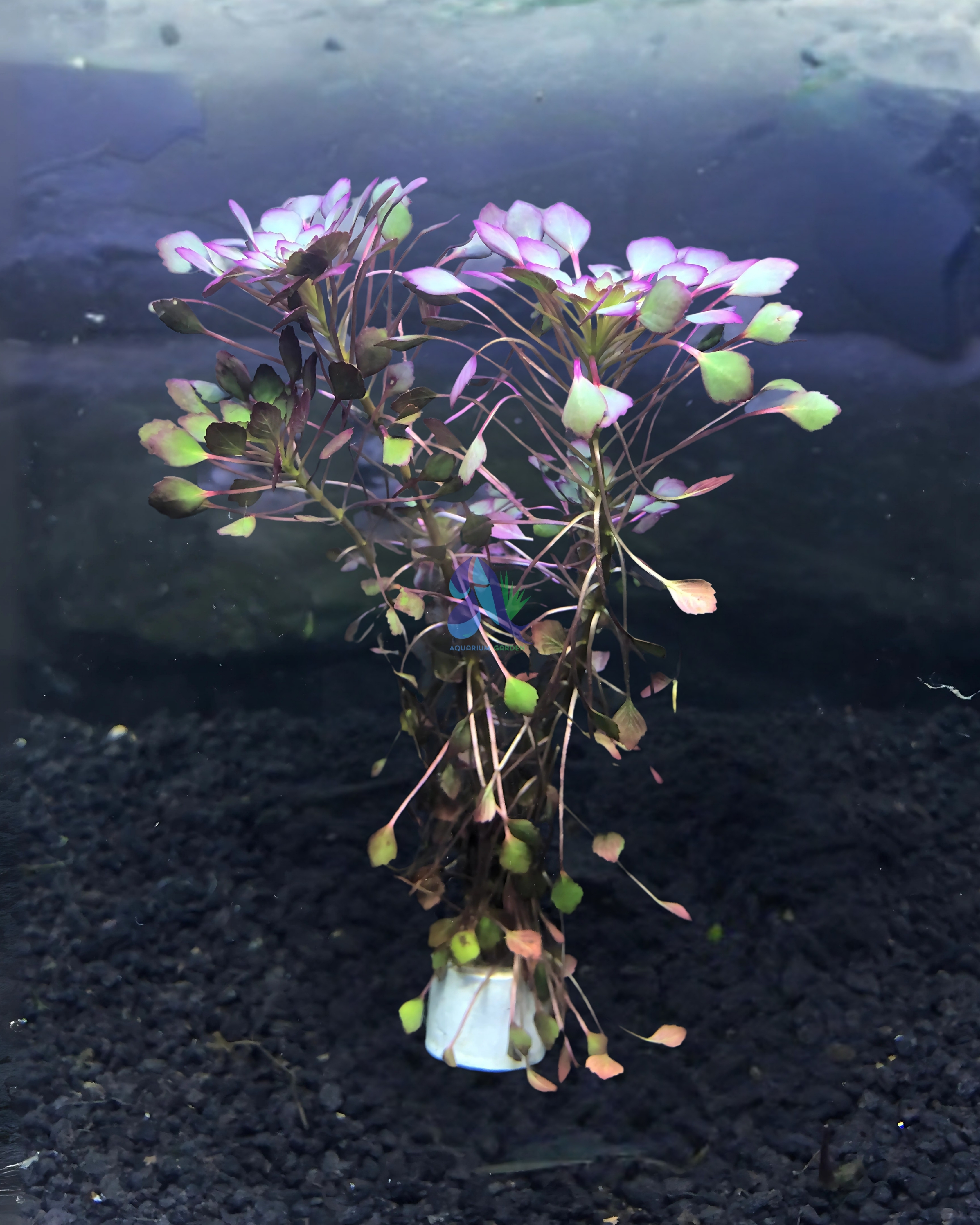 Ludwigia Sedioides