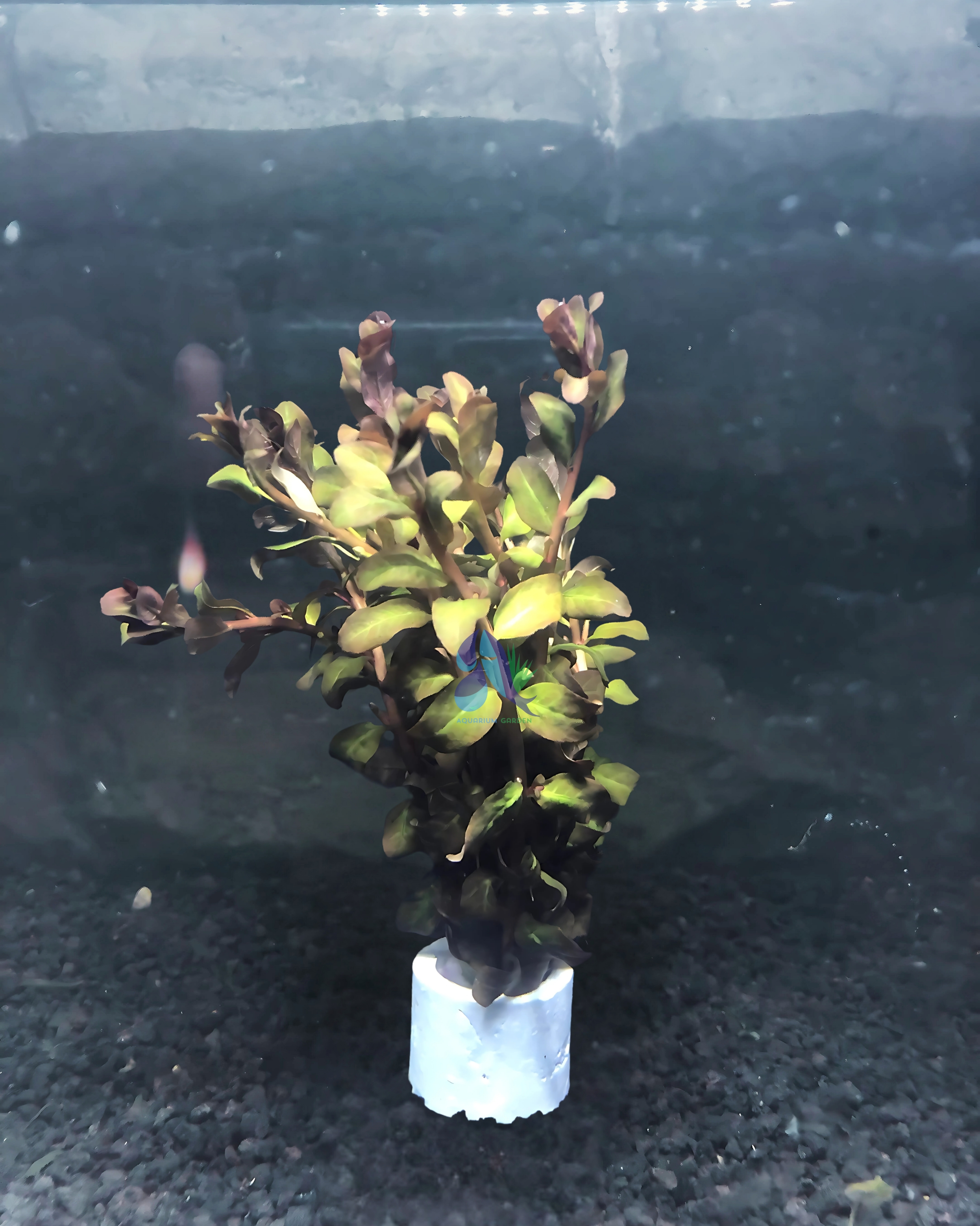 Ludwigia sp red