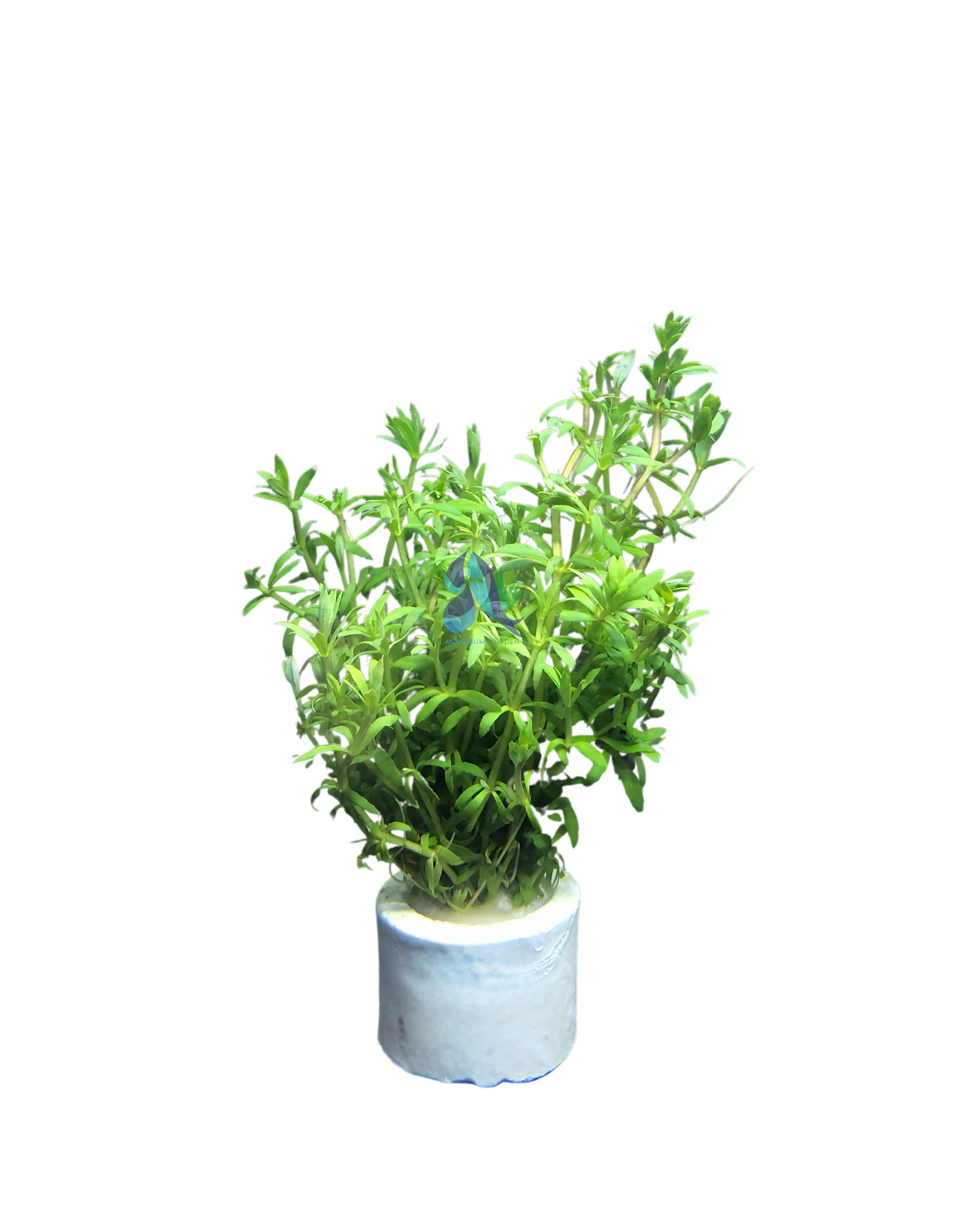 Limnophila mini Vietnam