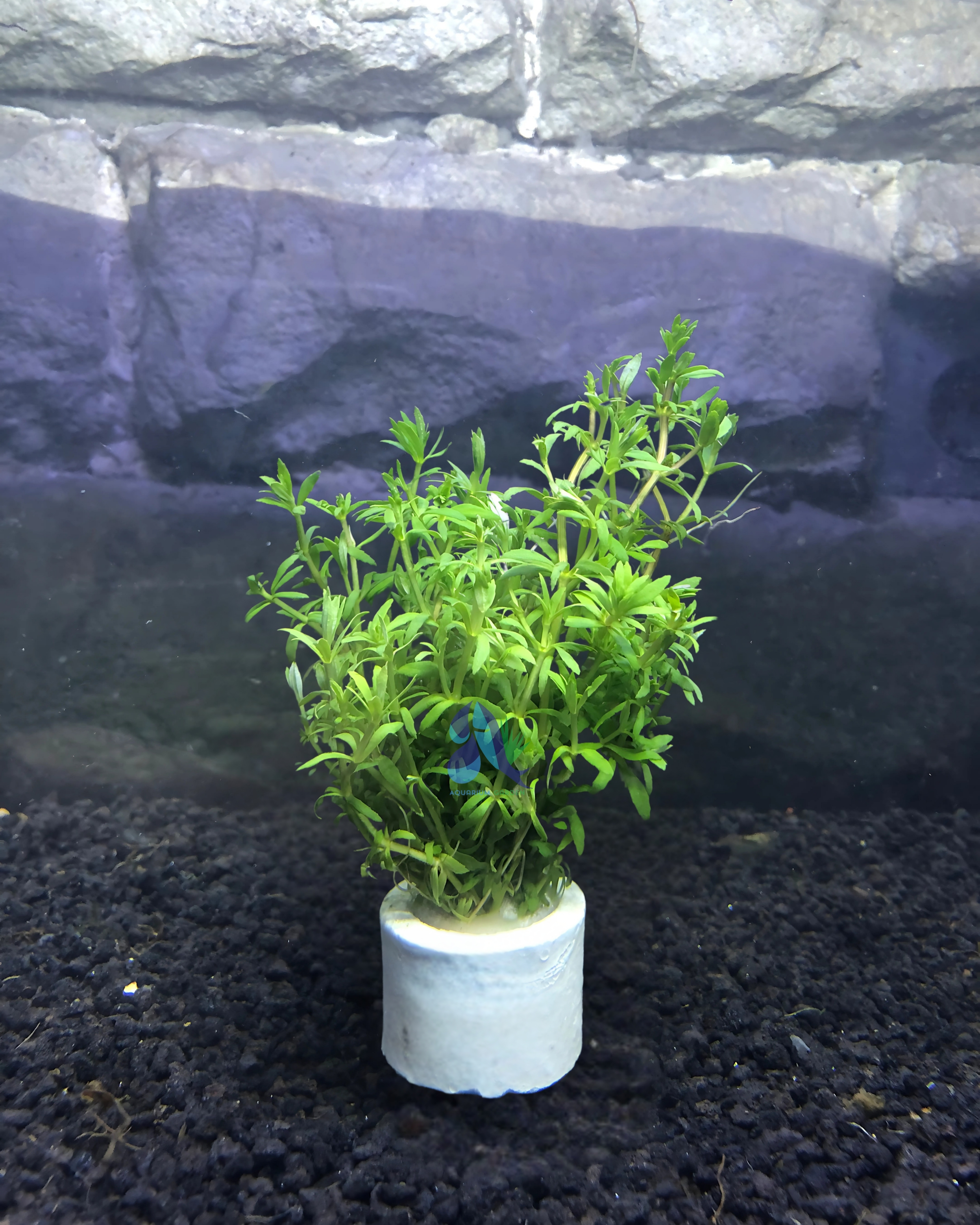 Limnophila mini Vietnam