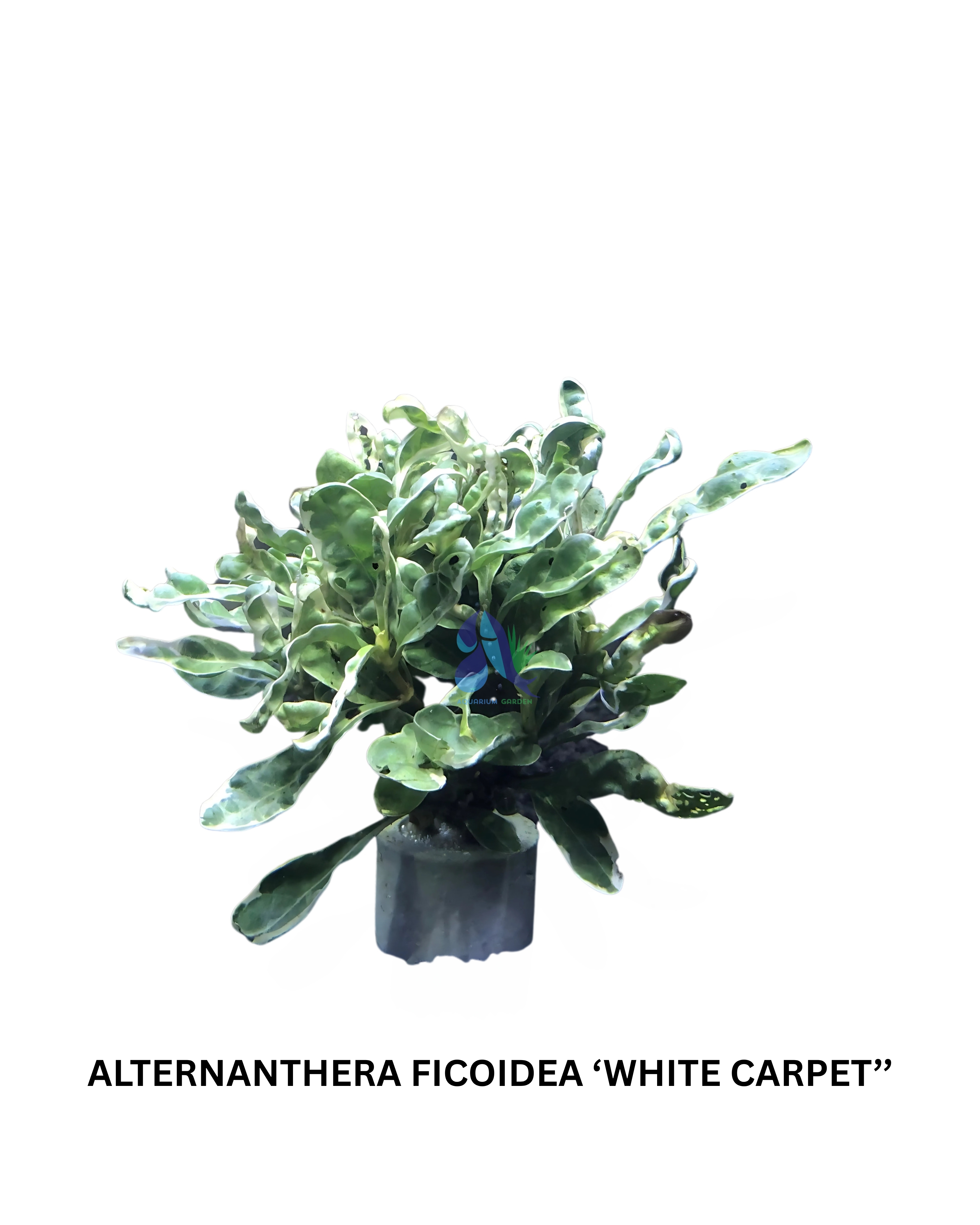Alternanthera ficoidea ‘white carpet’