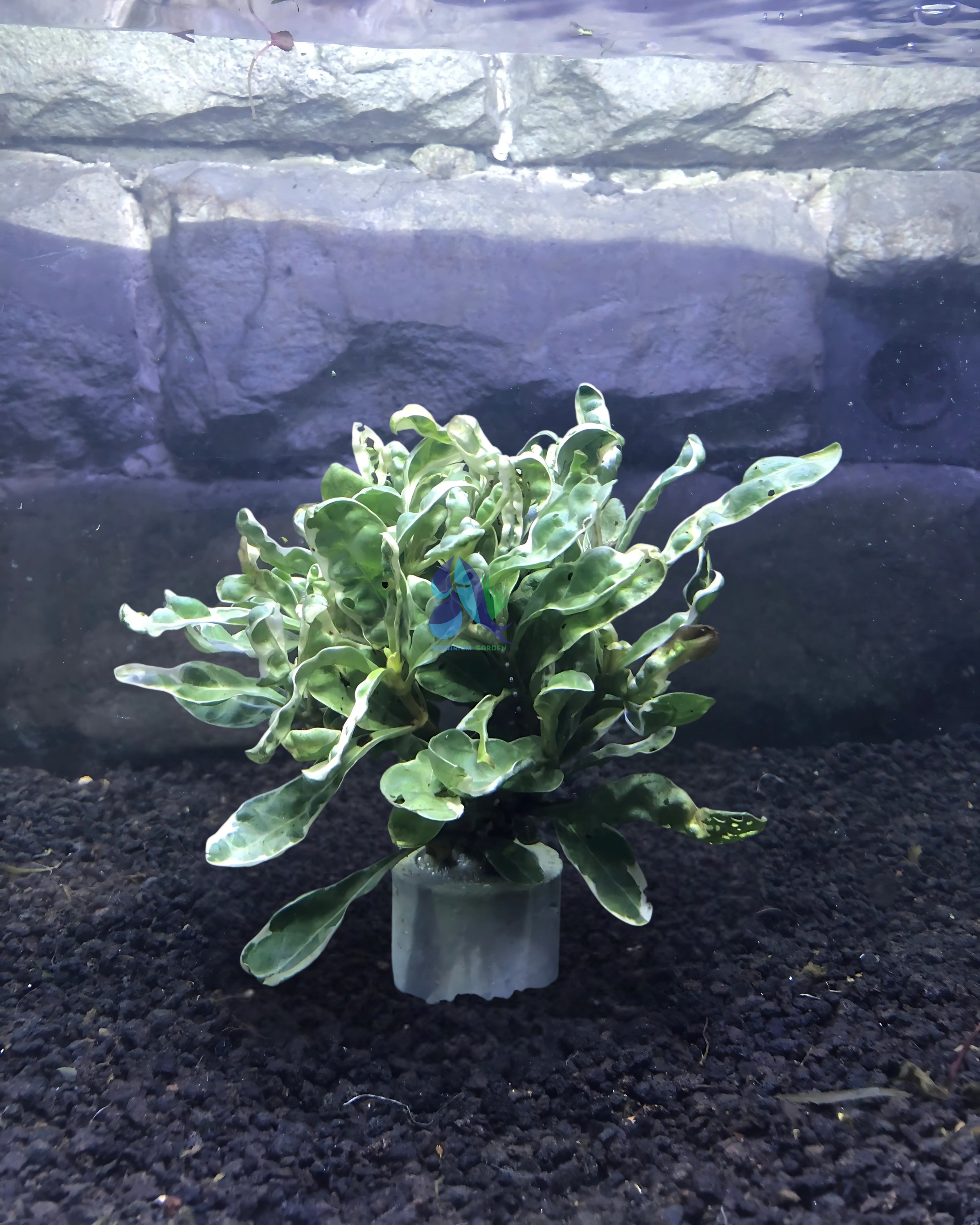 Alternanthera ficoidea ‘white carpet’