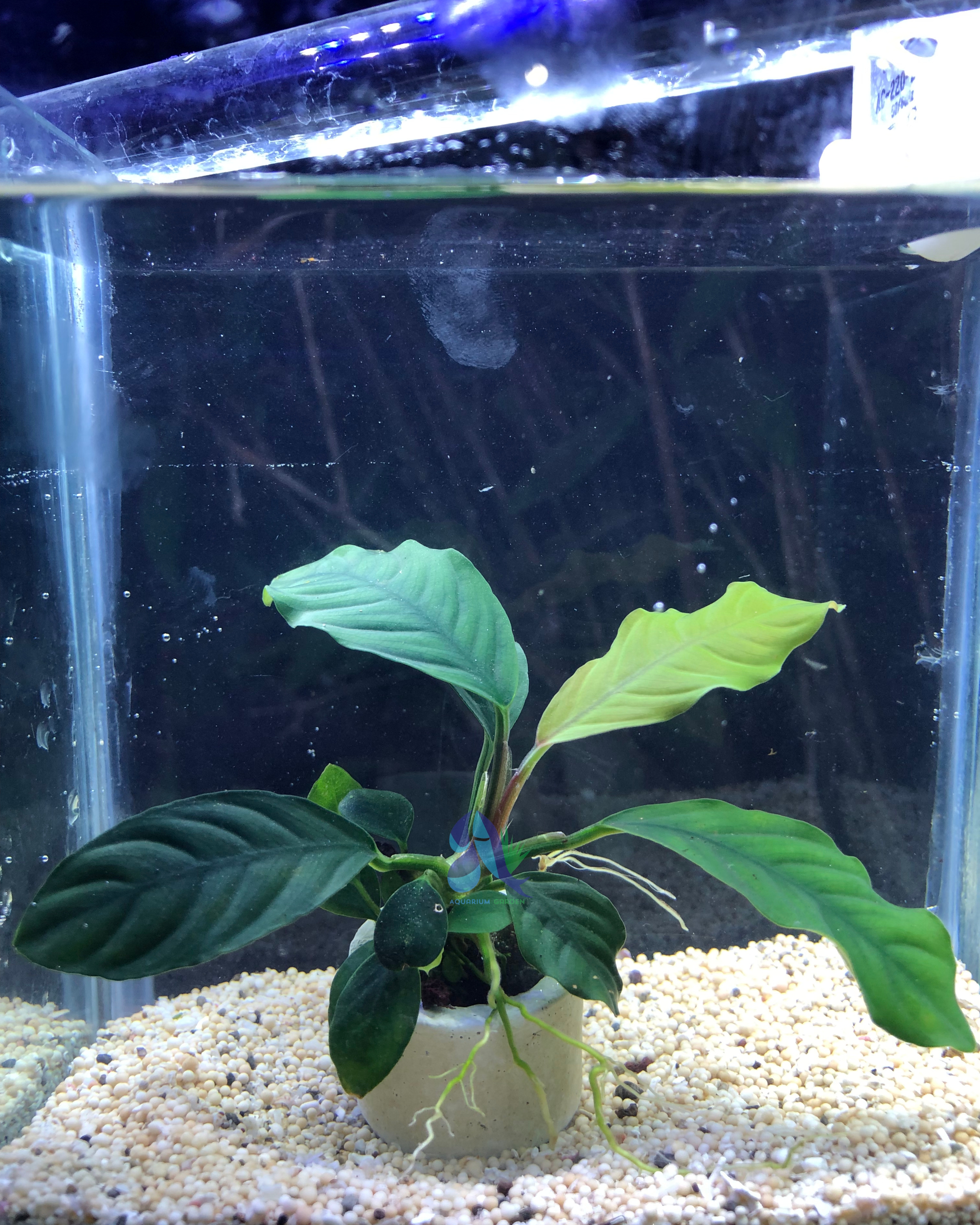 Anubias coffeefolia