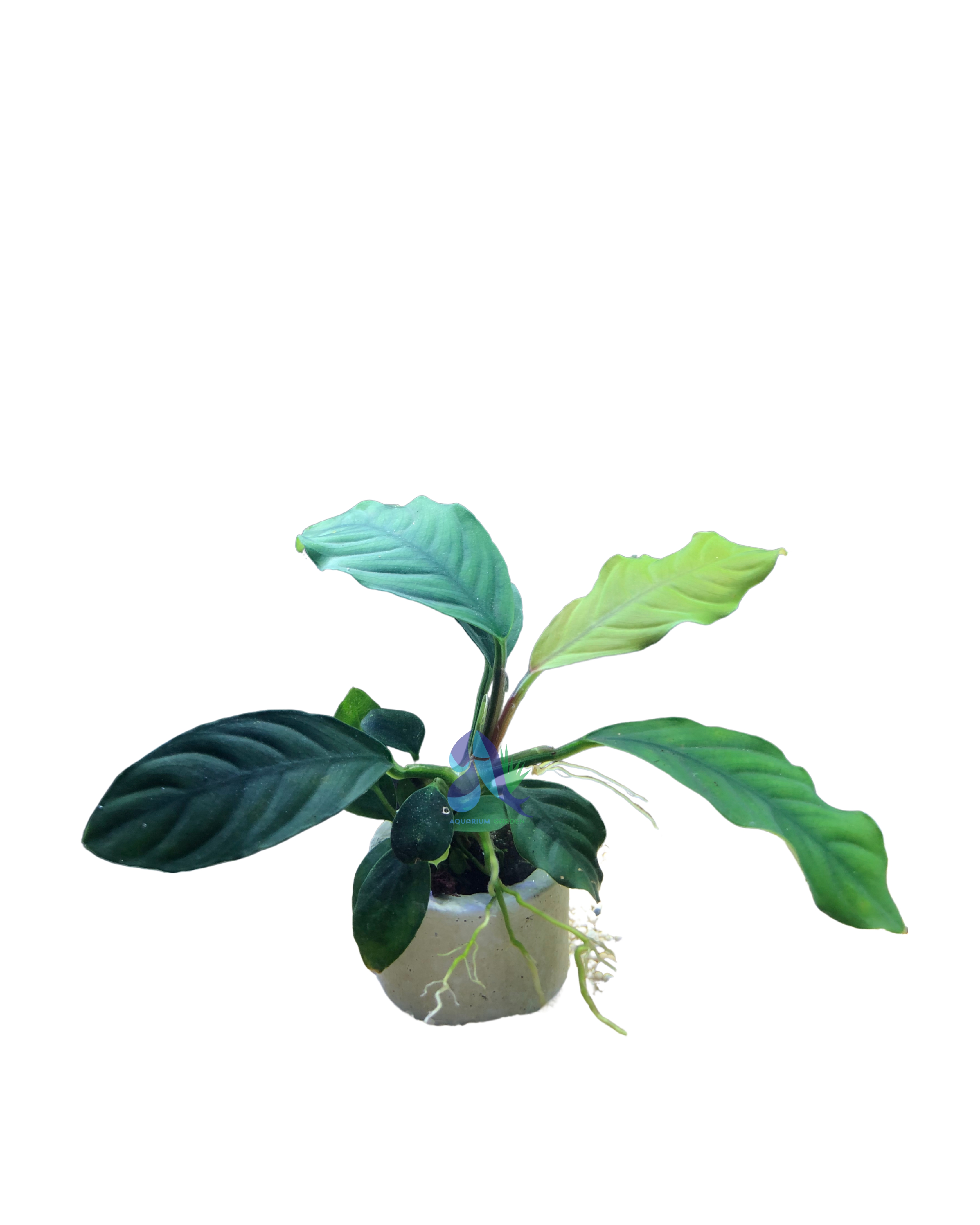 Anubias coffeefolia