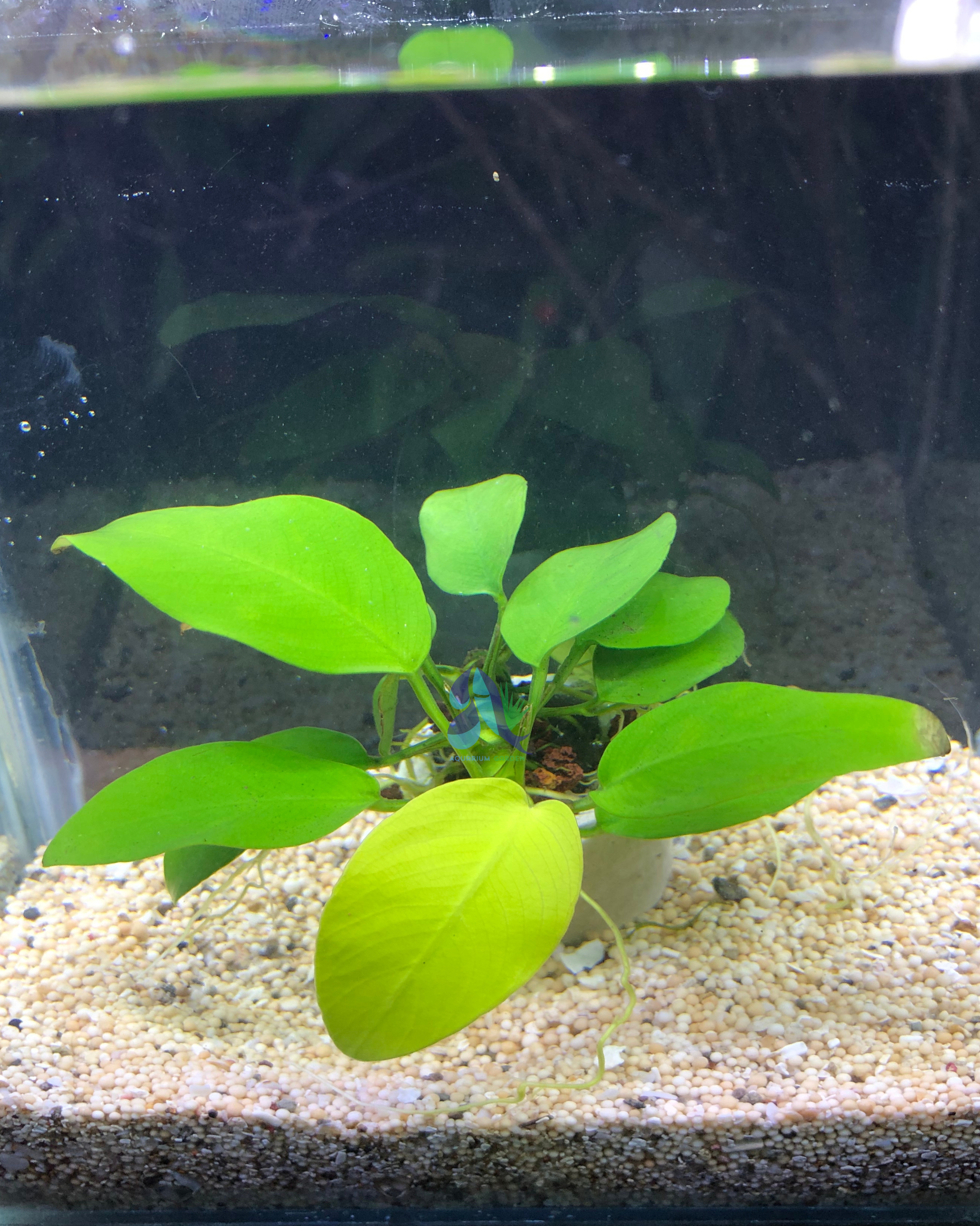 Anubias golden