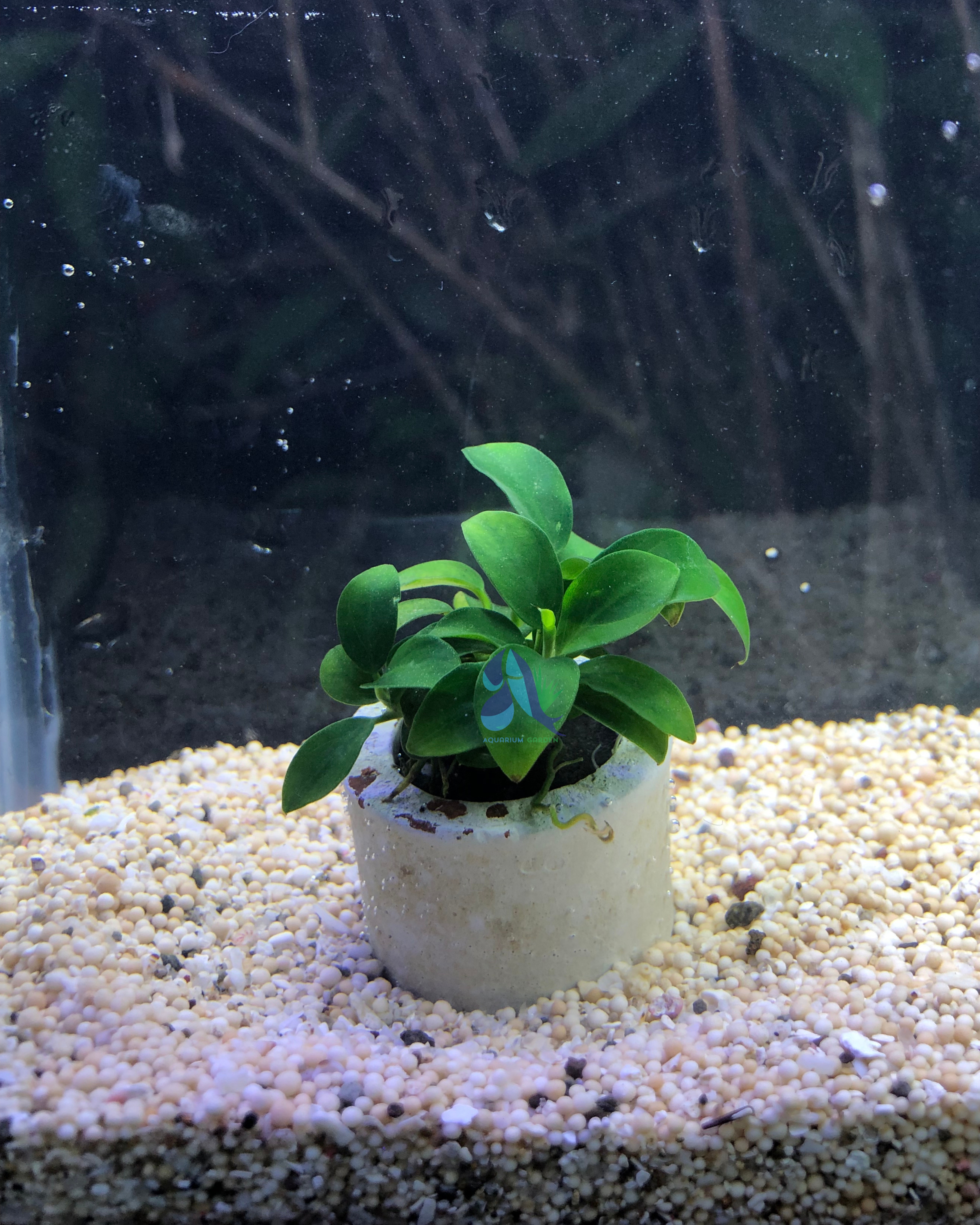 Anubias petite
