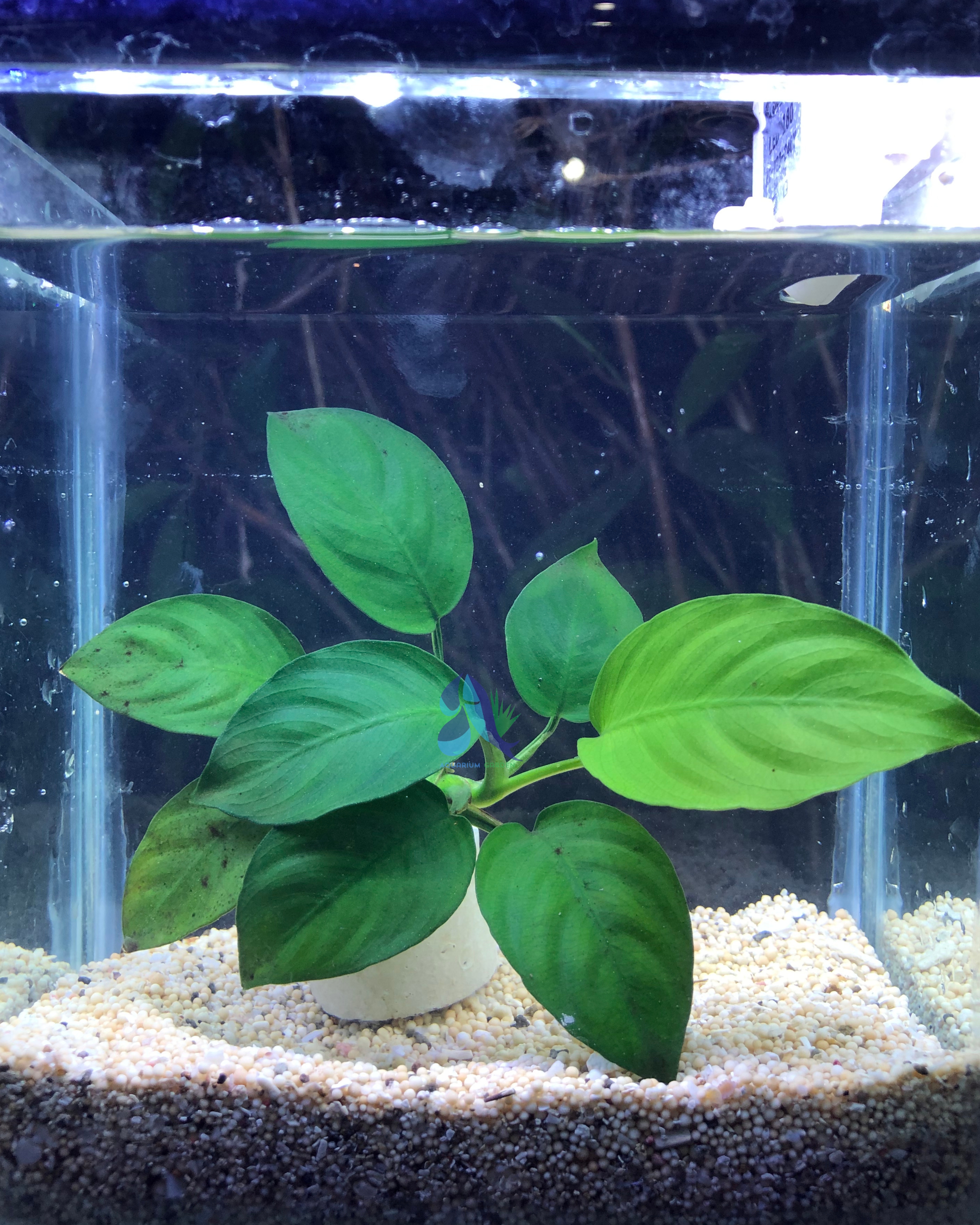 Anubias broadleaf