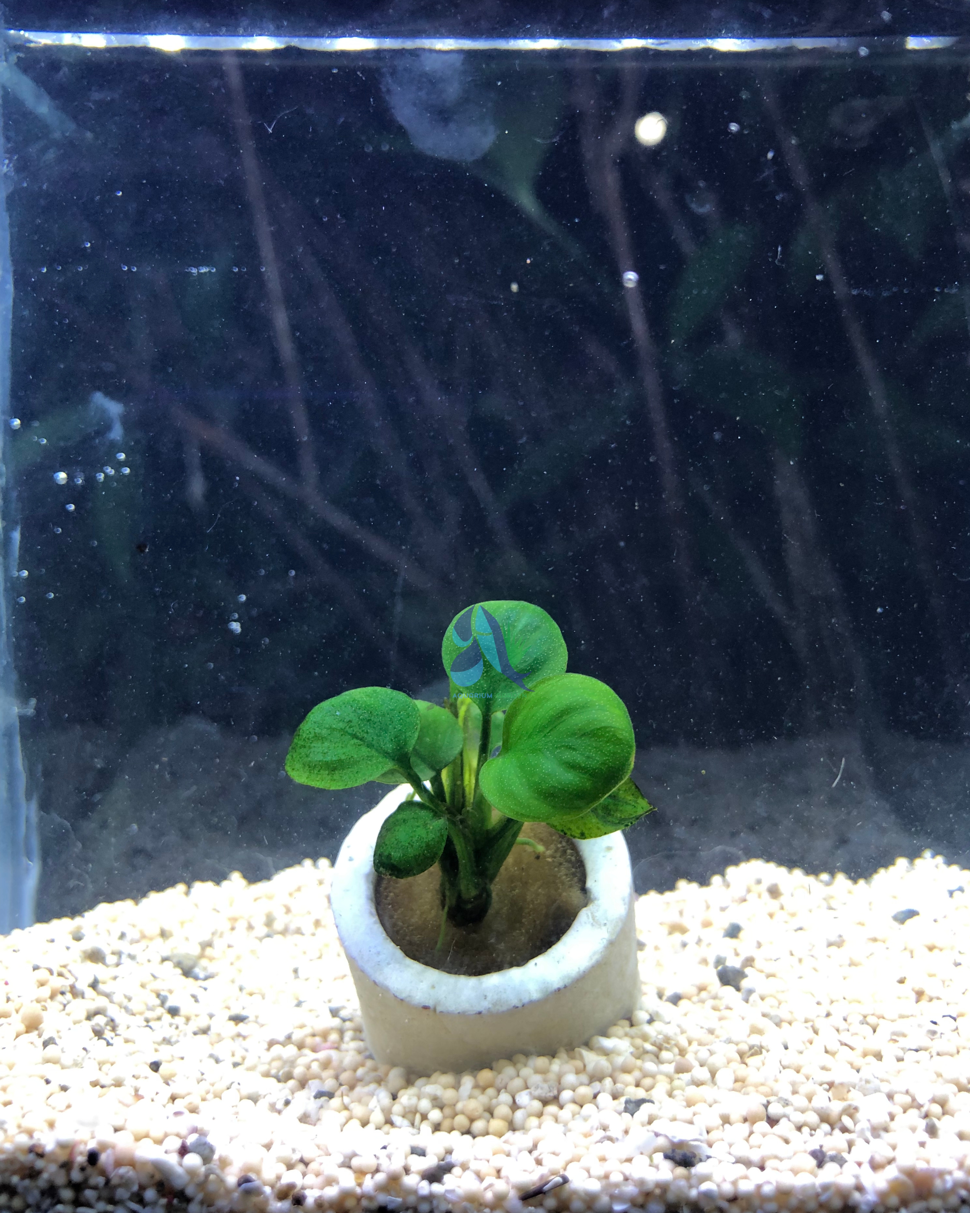 Anubias roundleaf
