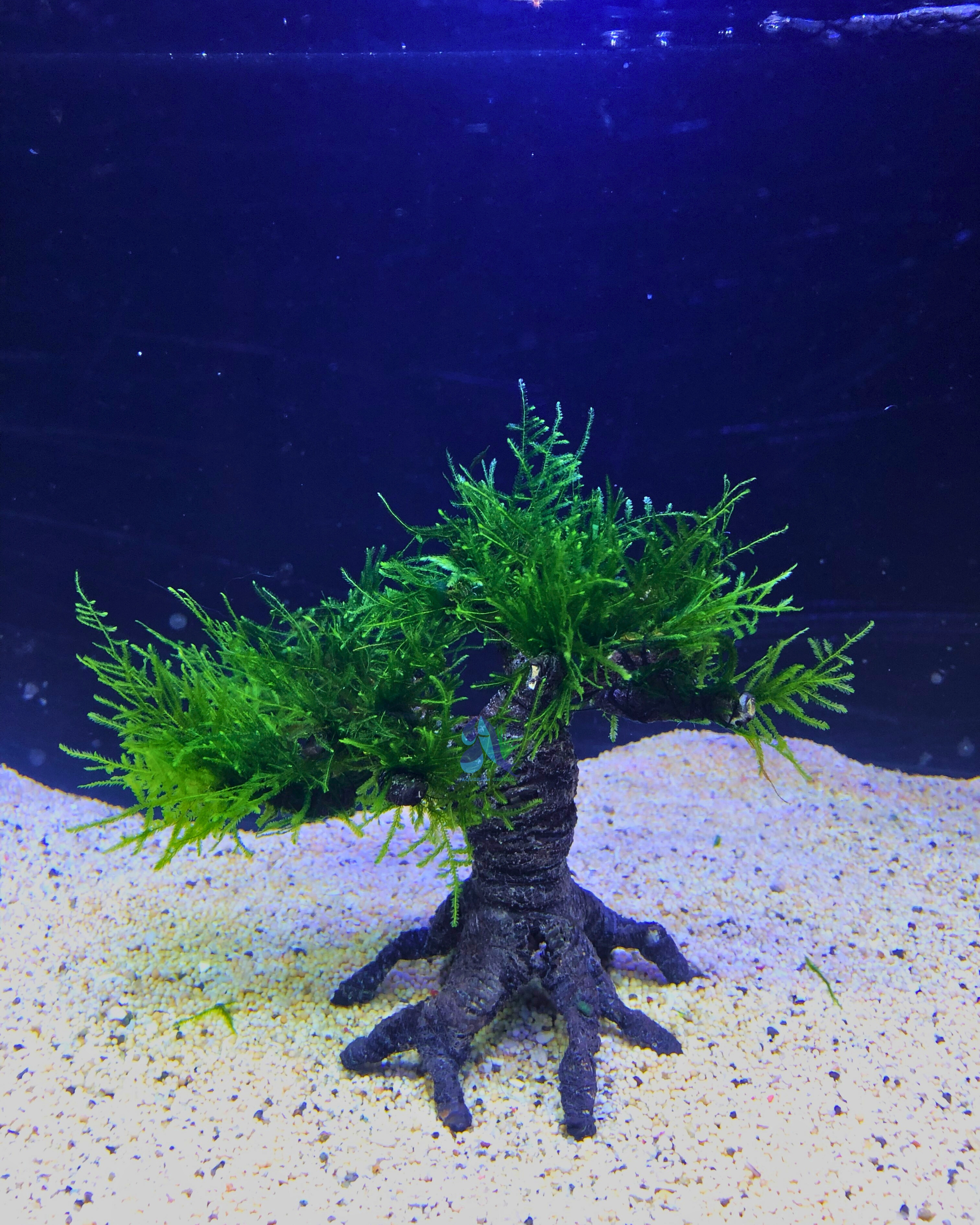 Java moss on Bonsai Driftwood