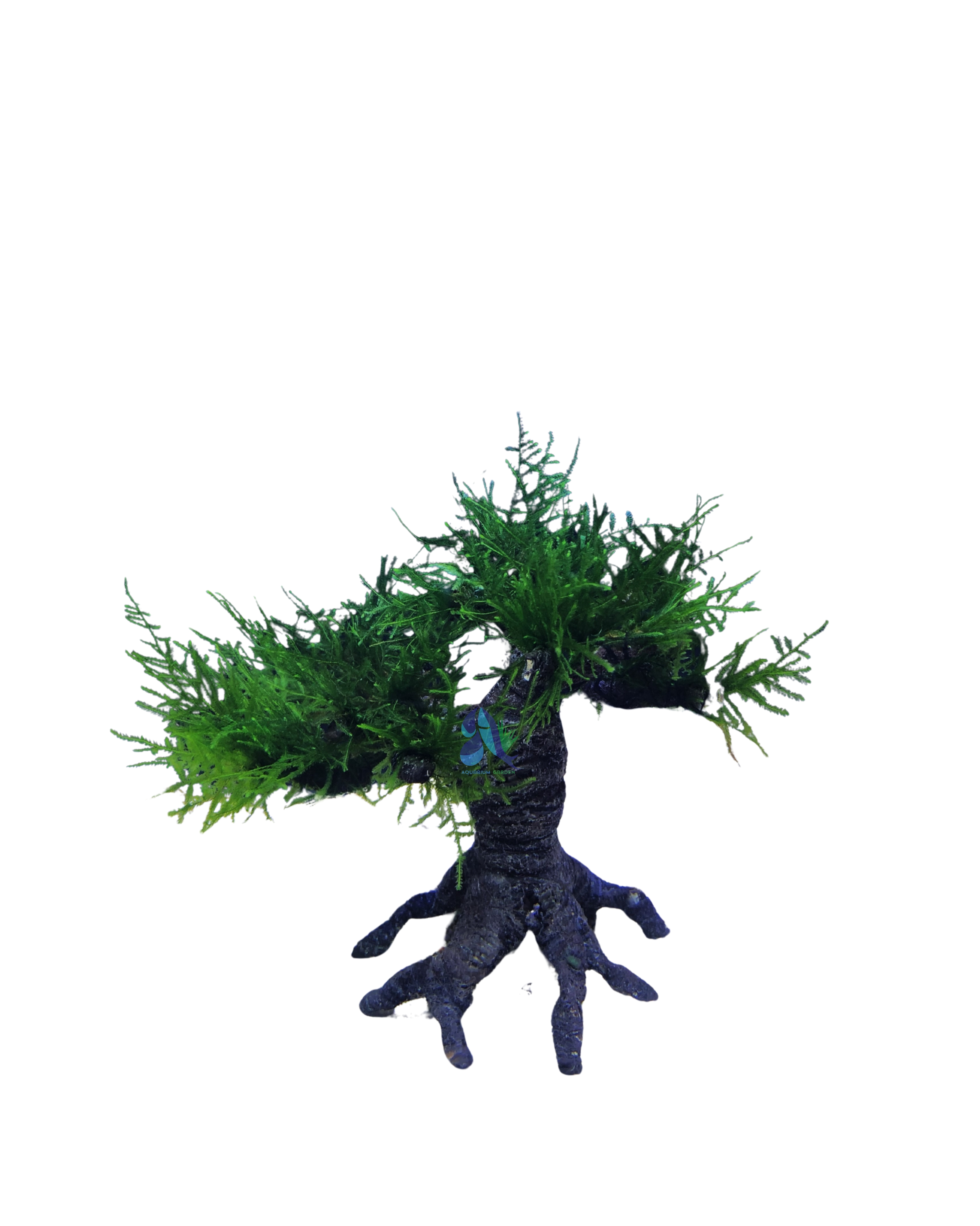 Java moss on Bonsai Driftwood