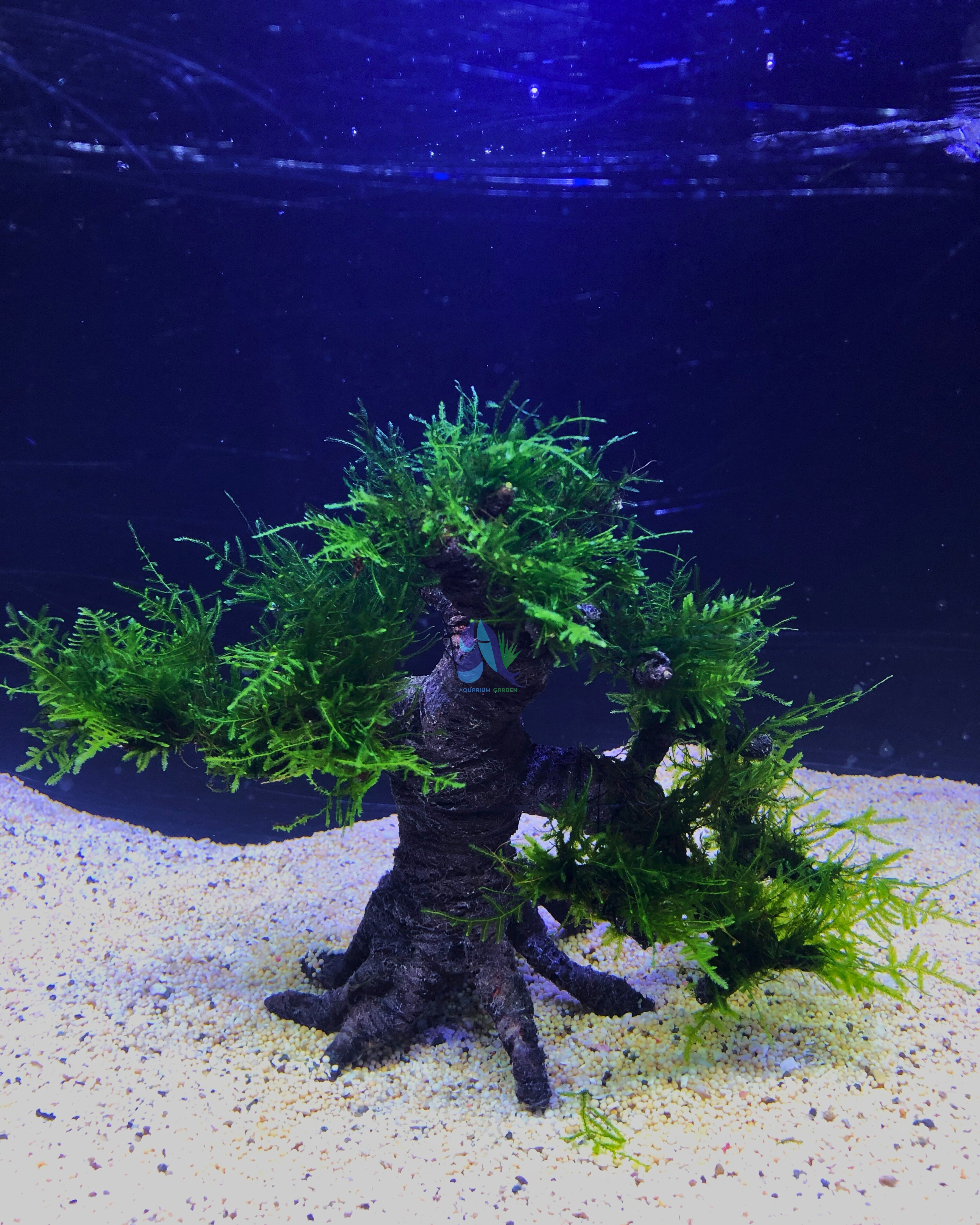 Java moss on Bonsai Driftwood