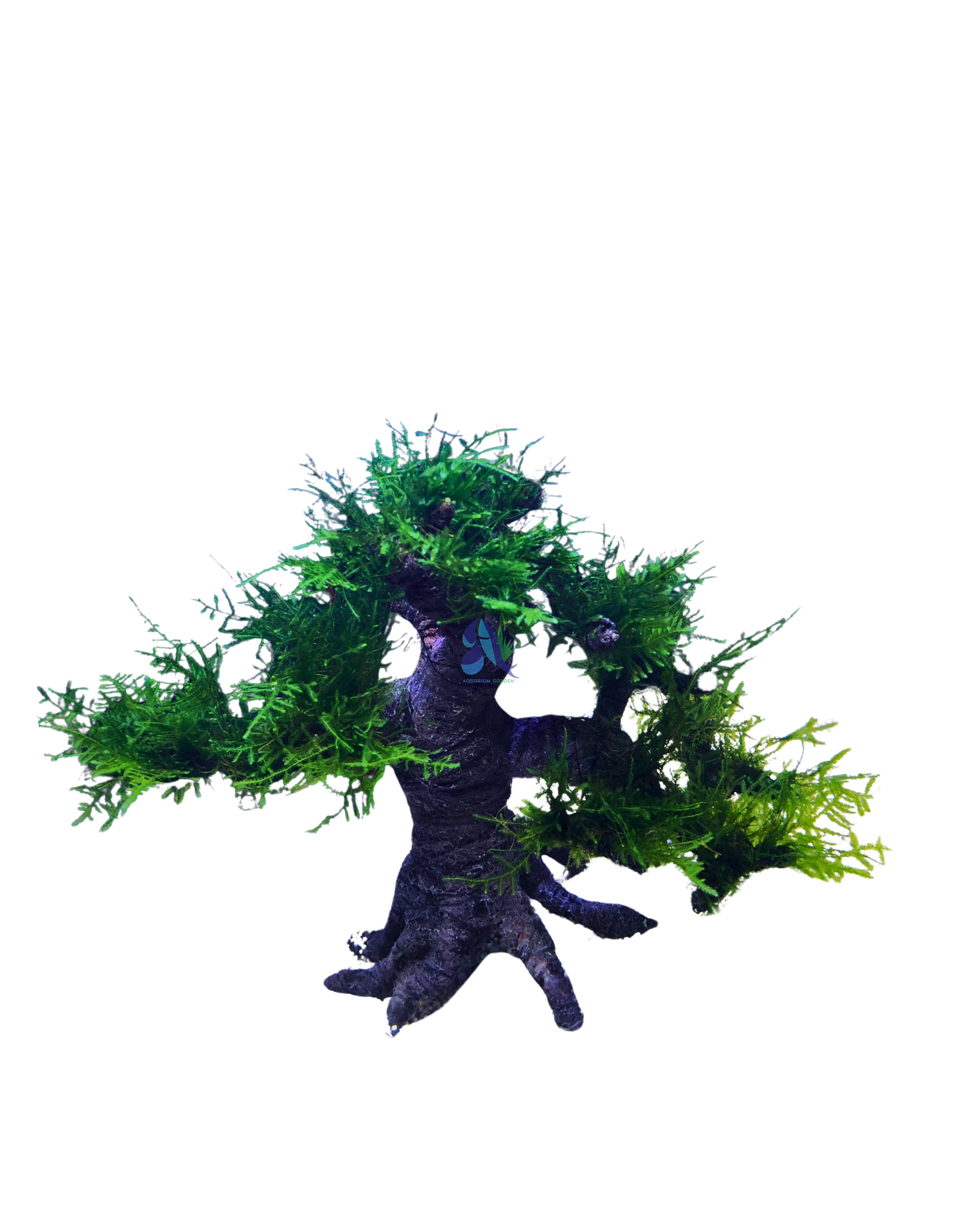 Java moss on Bonsai Driftwood