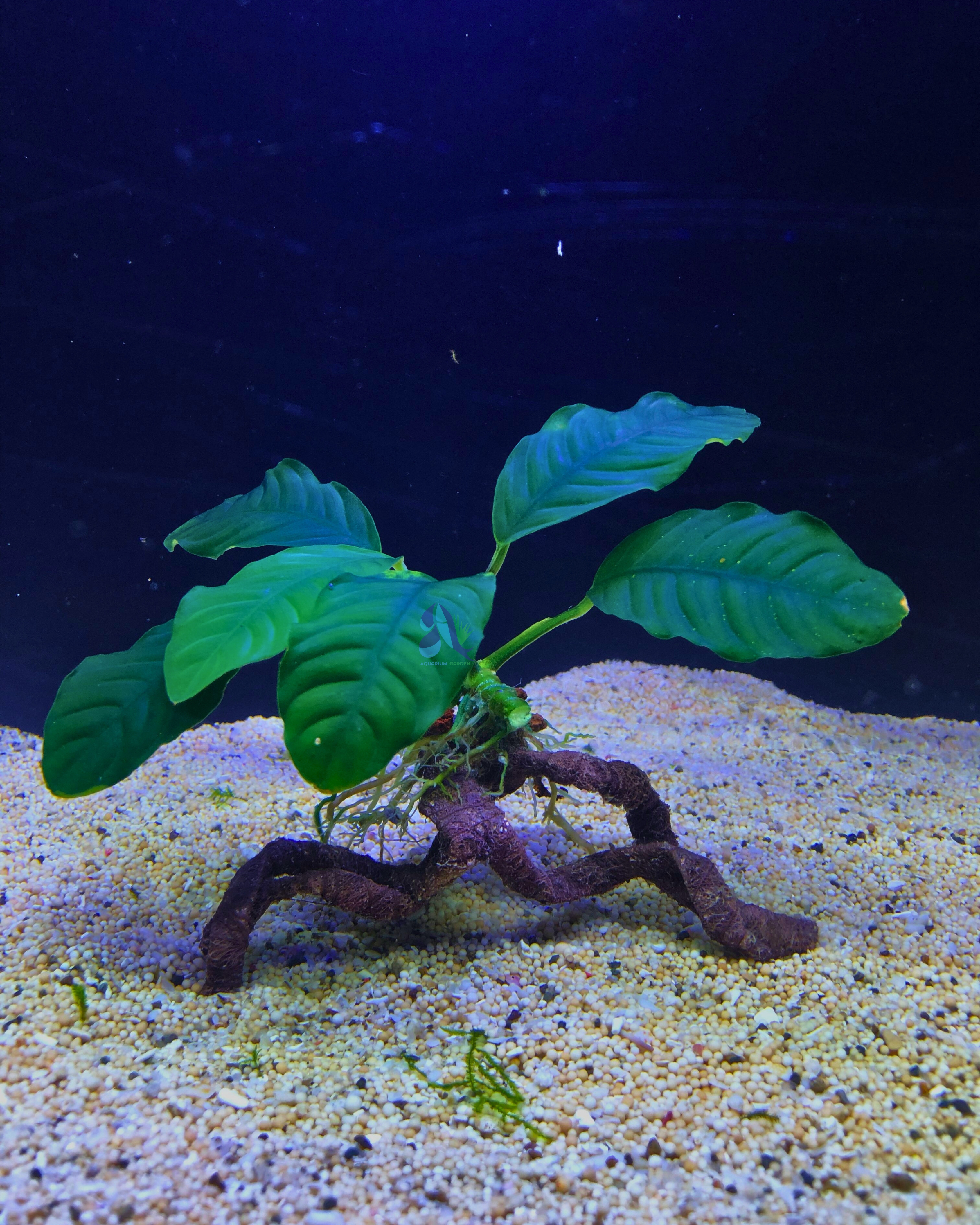Anubias coffeefolia on Driftwood