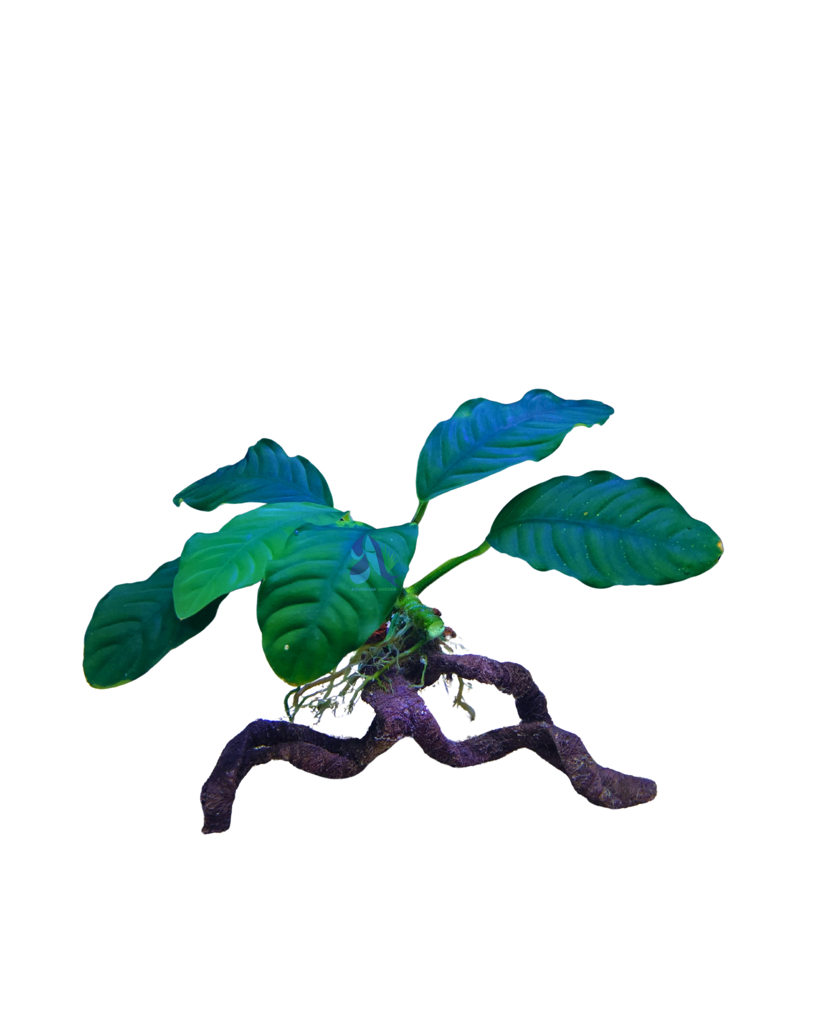 Anubias coffeefolia on Driftwood
