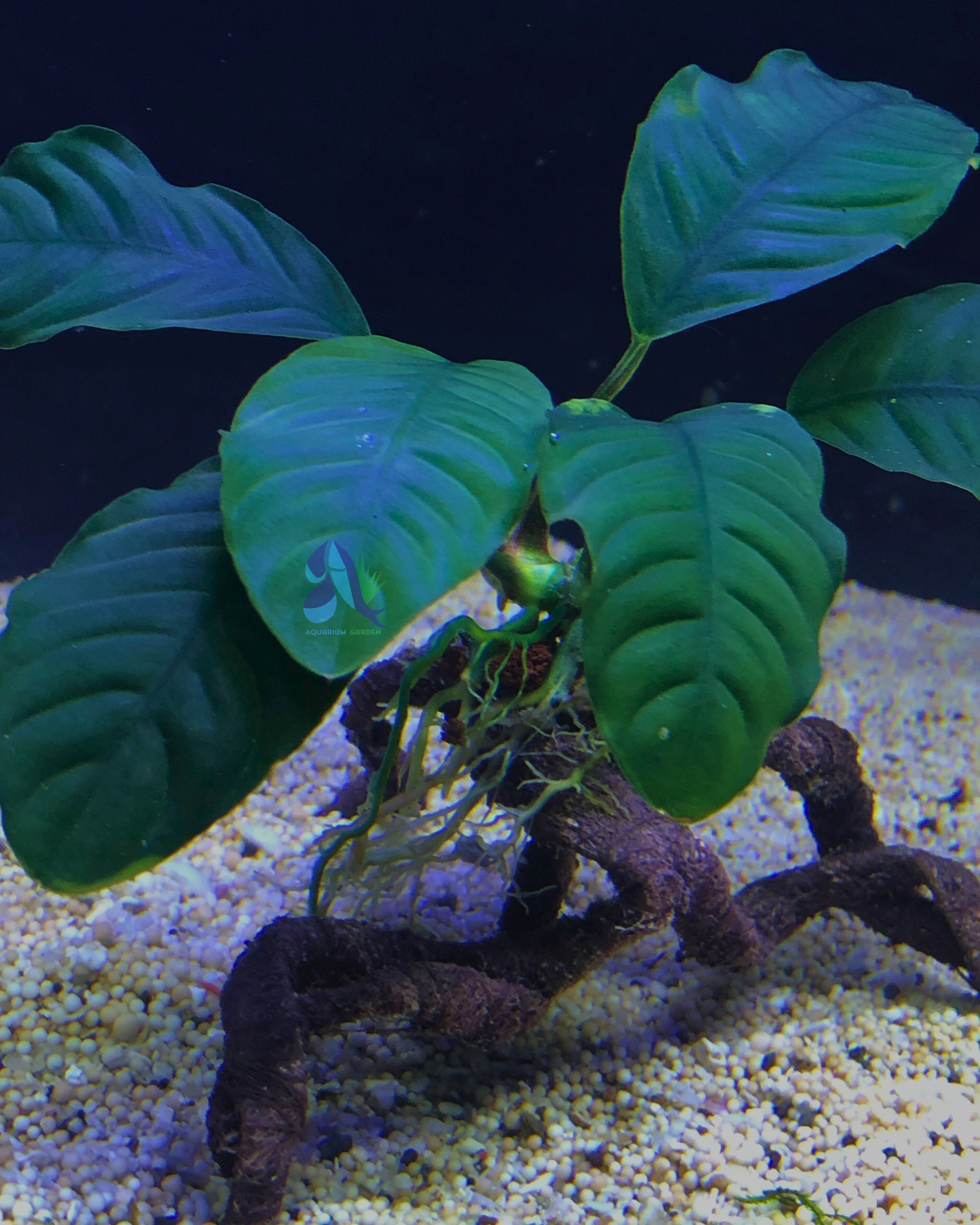 Anubias coffeefolia on Driftwood