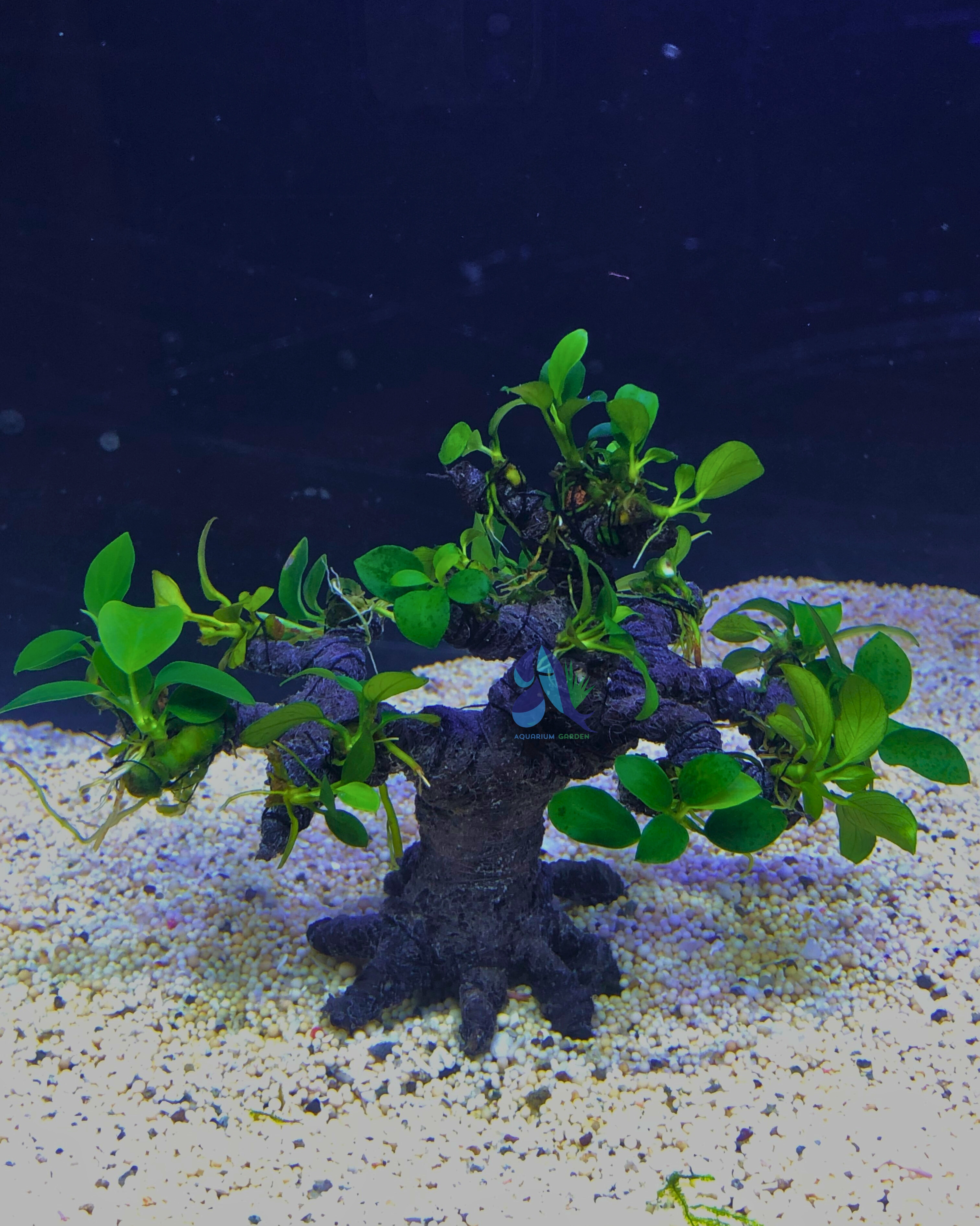 Anubias on Bonsai Driftwood