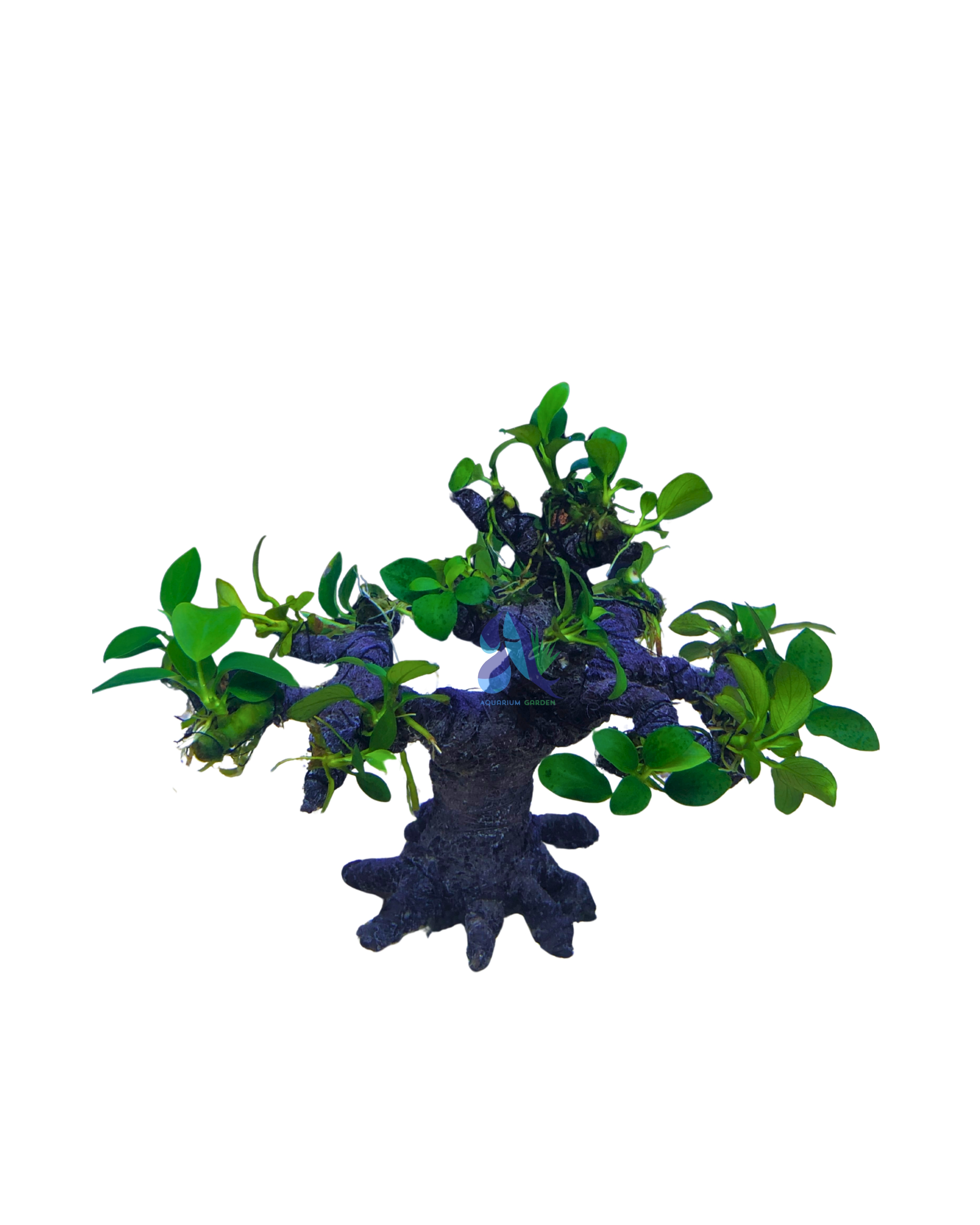 Anubias on Bonsai Driftwood